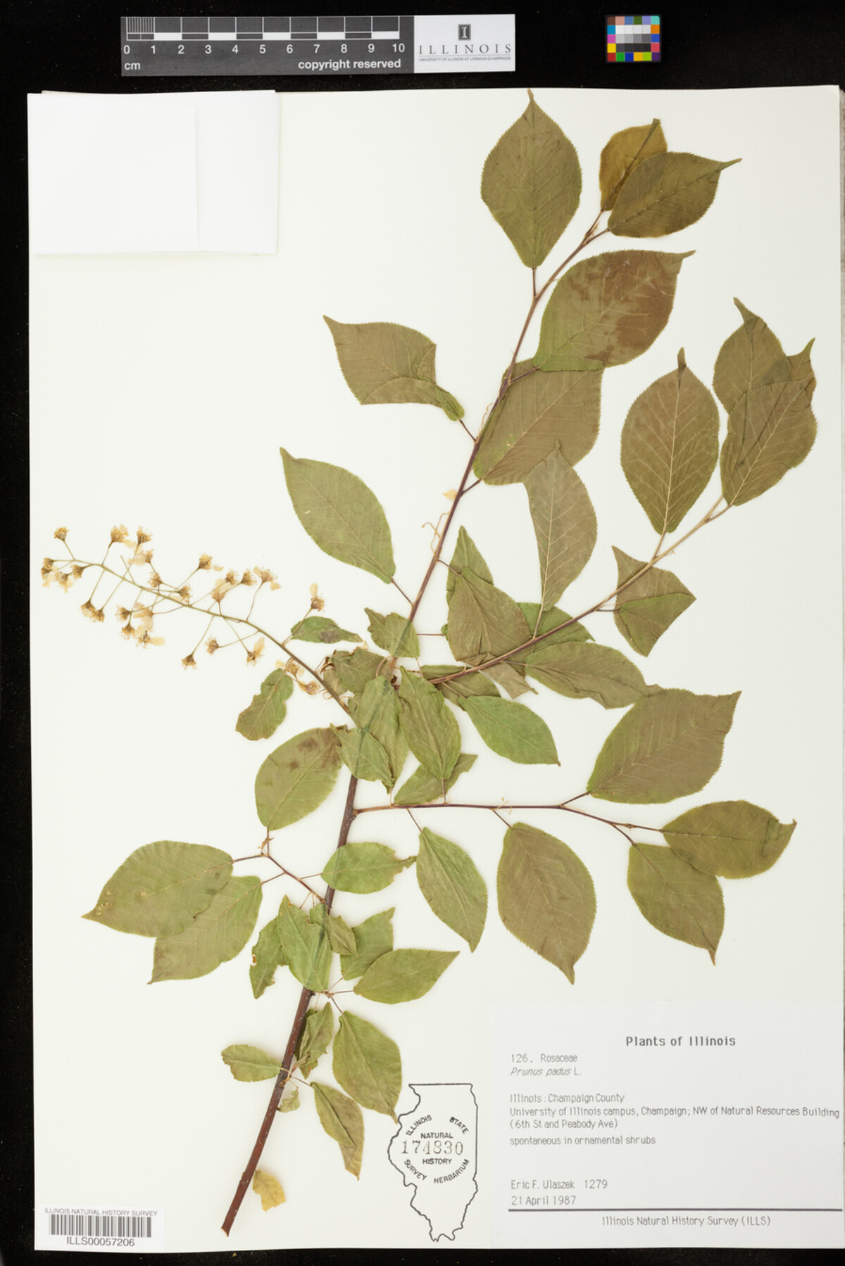 Prunus padus image