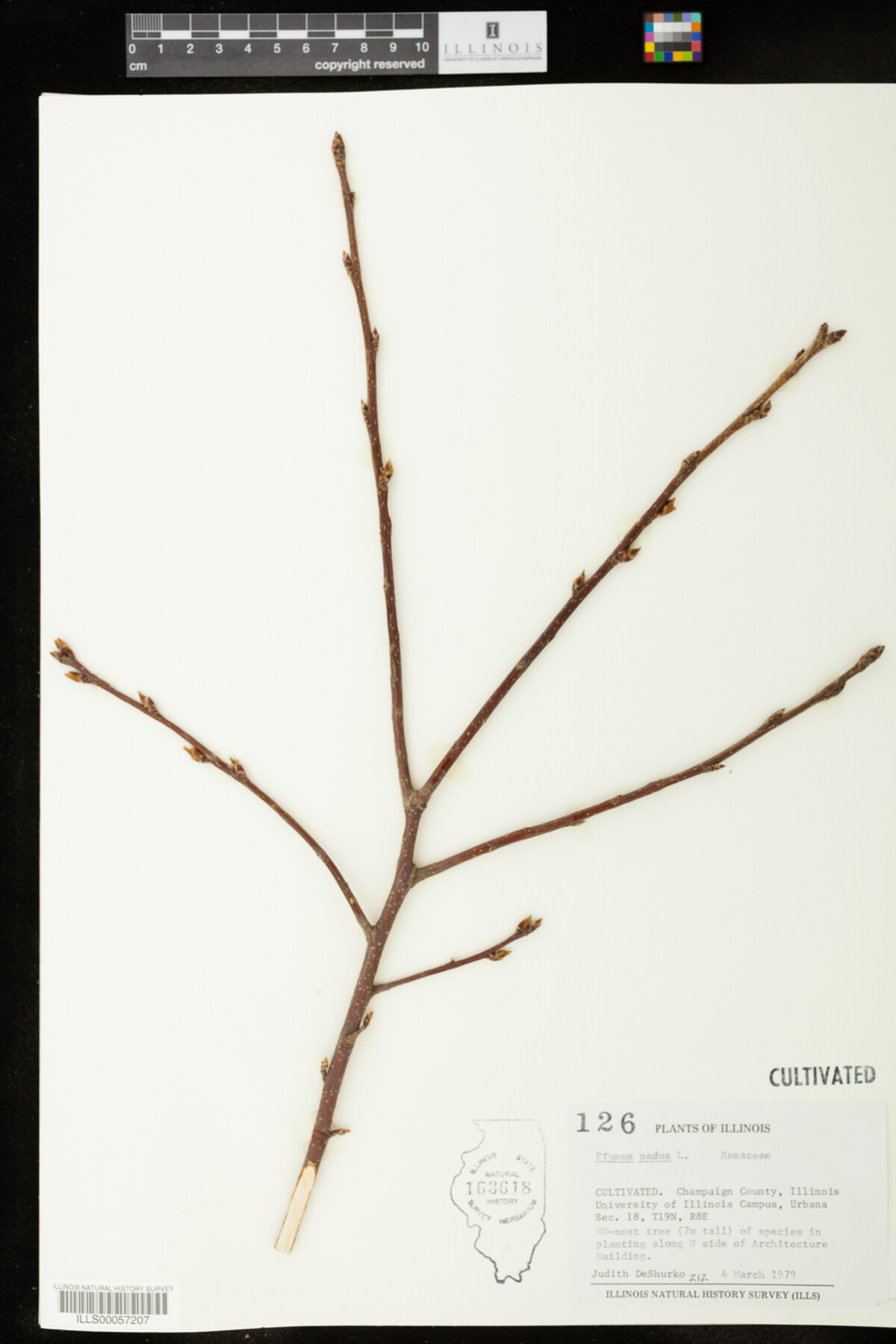 Prunus padus image