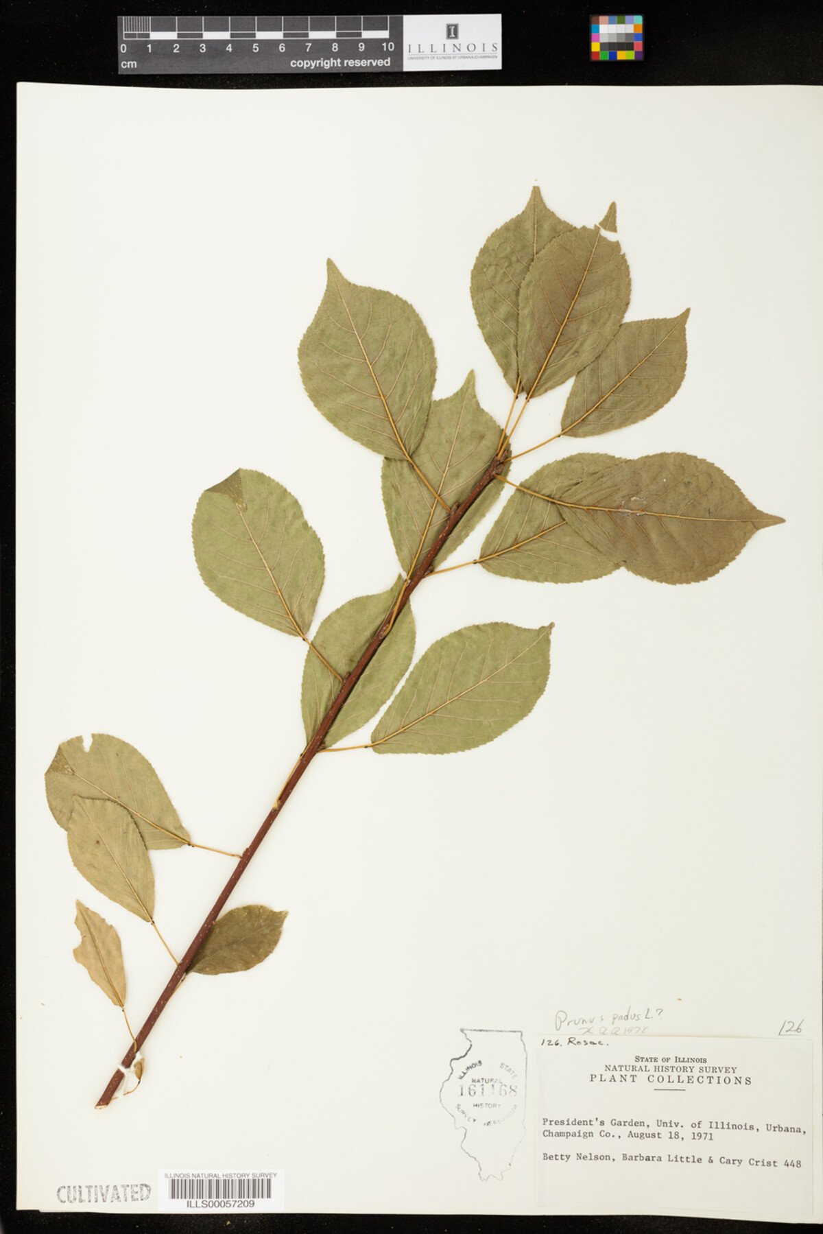 Prunus padus image