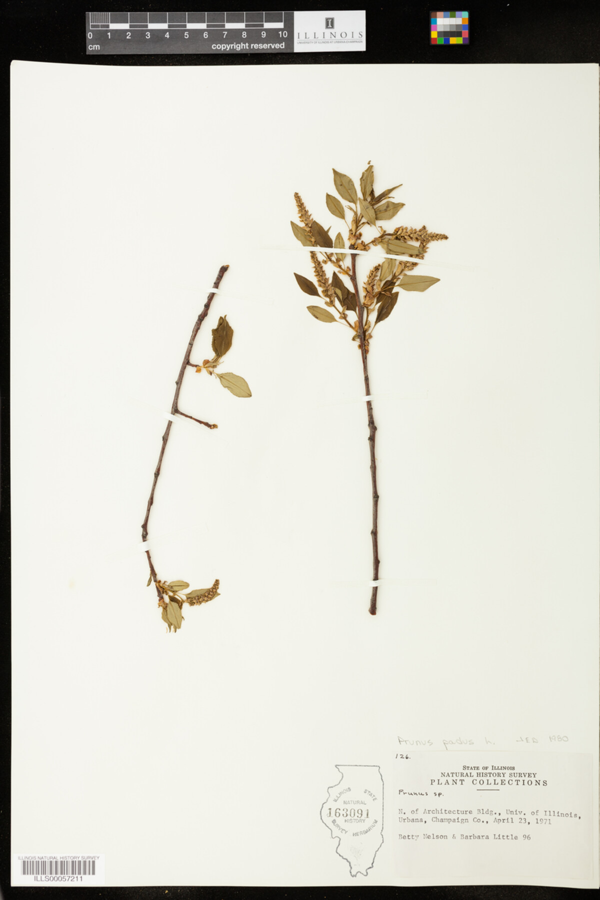 Prunus padus image