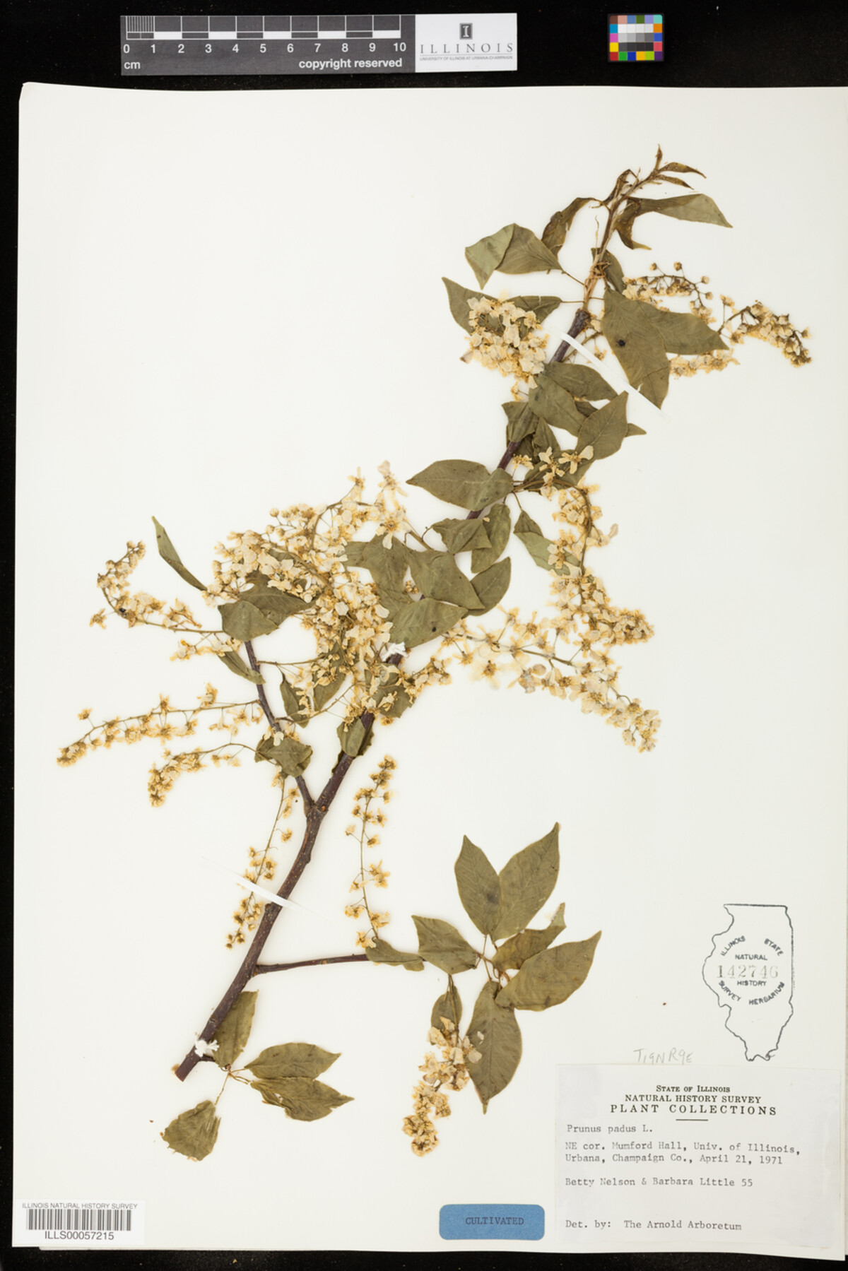 Prunus padus image