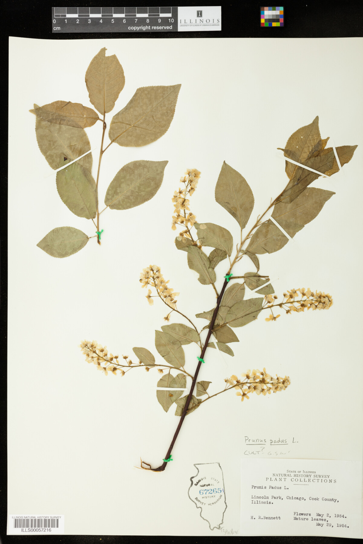 Prunus padus image