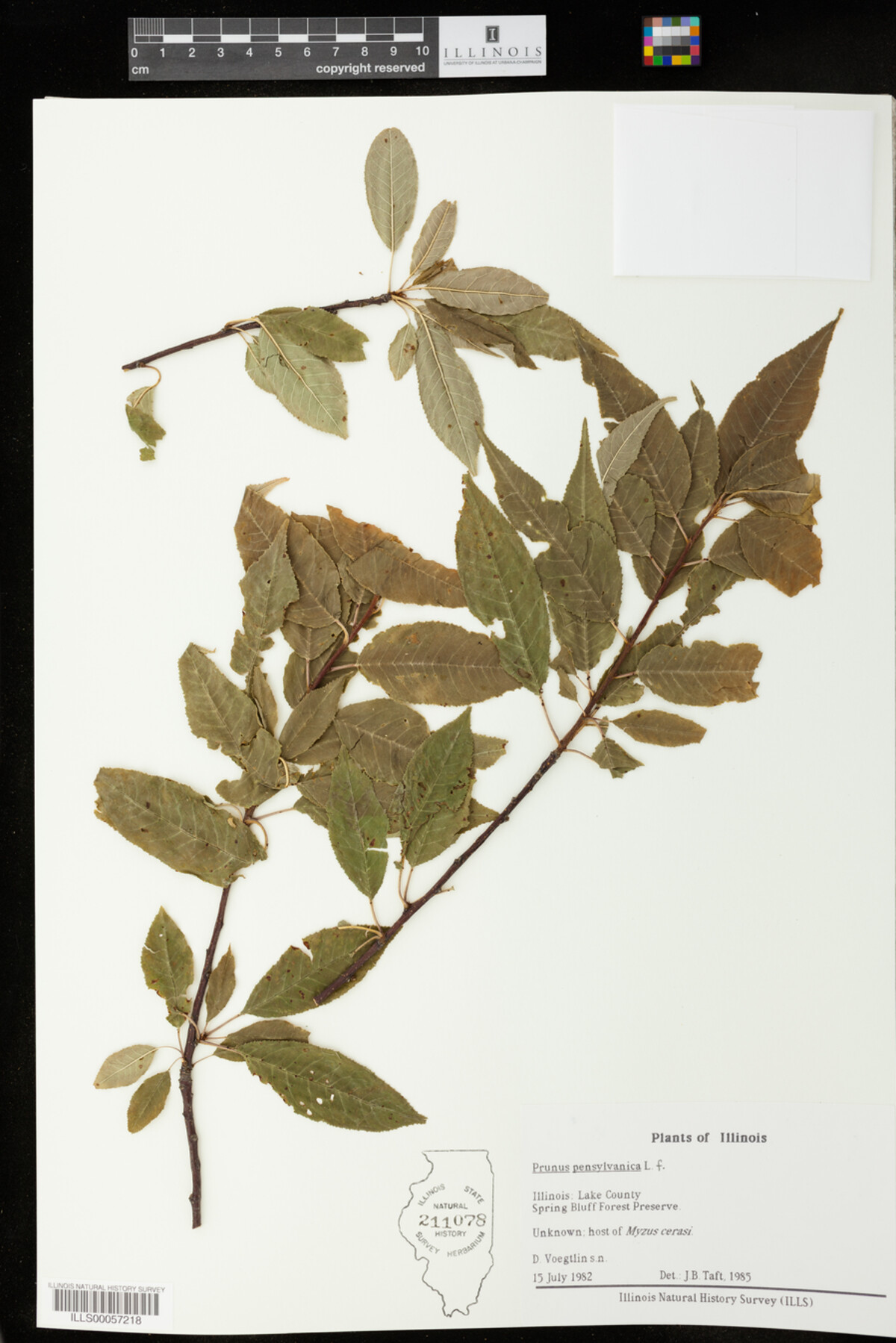 Prunus pensylvanica image