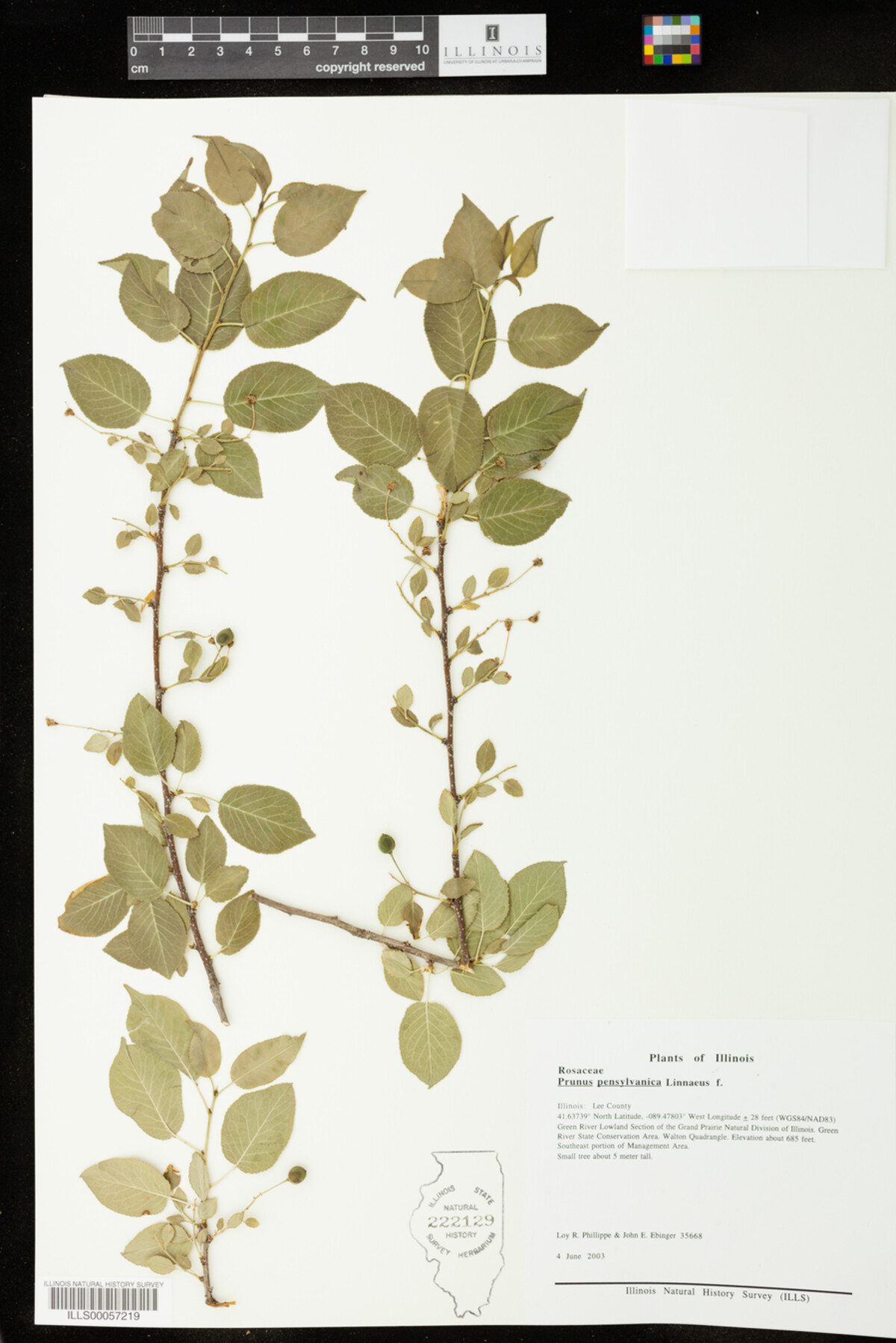 Prunus pensylvanica image