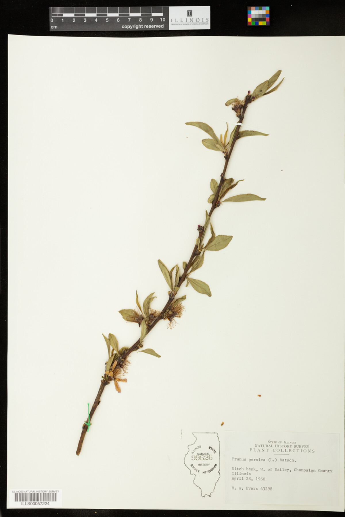 Prunus persica image