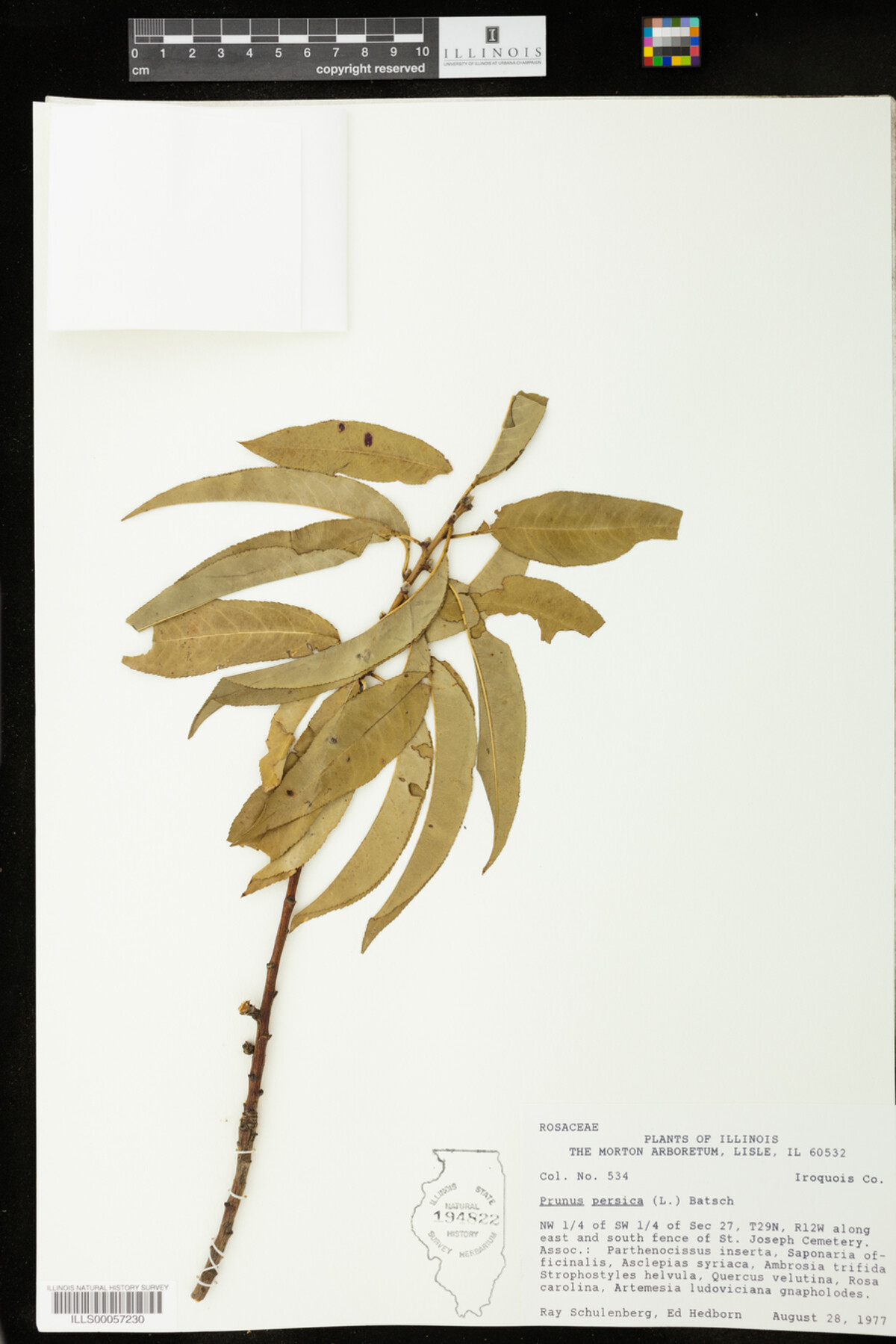 Prunus persica image