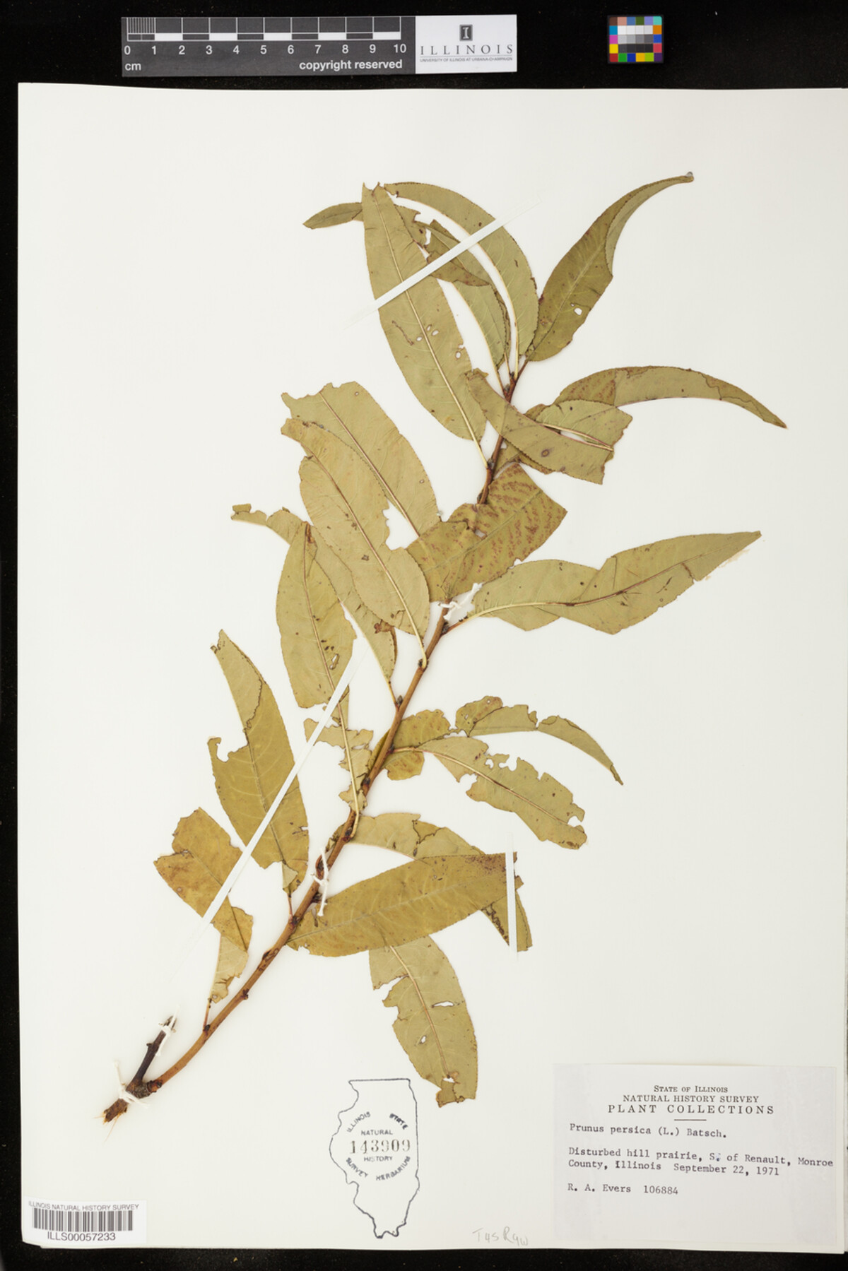 Prunus persica image