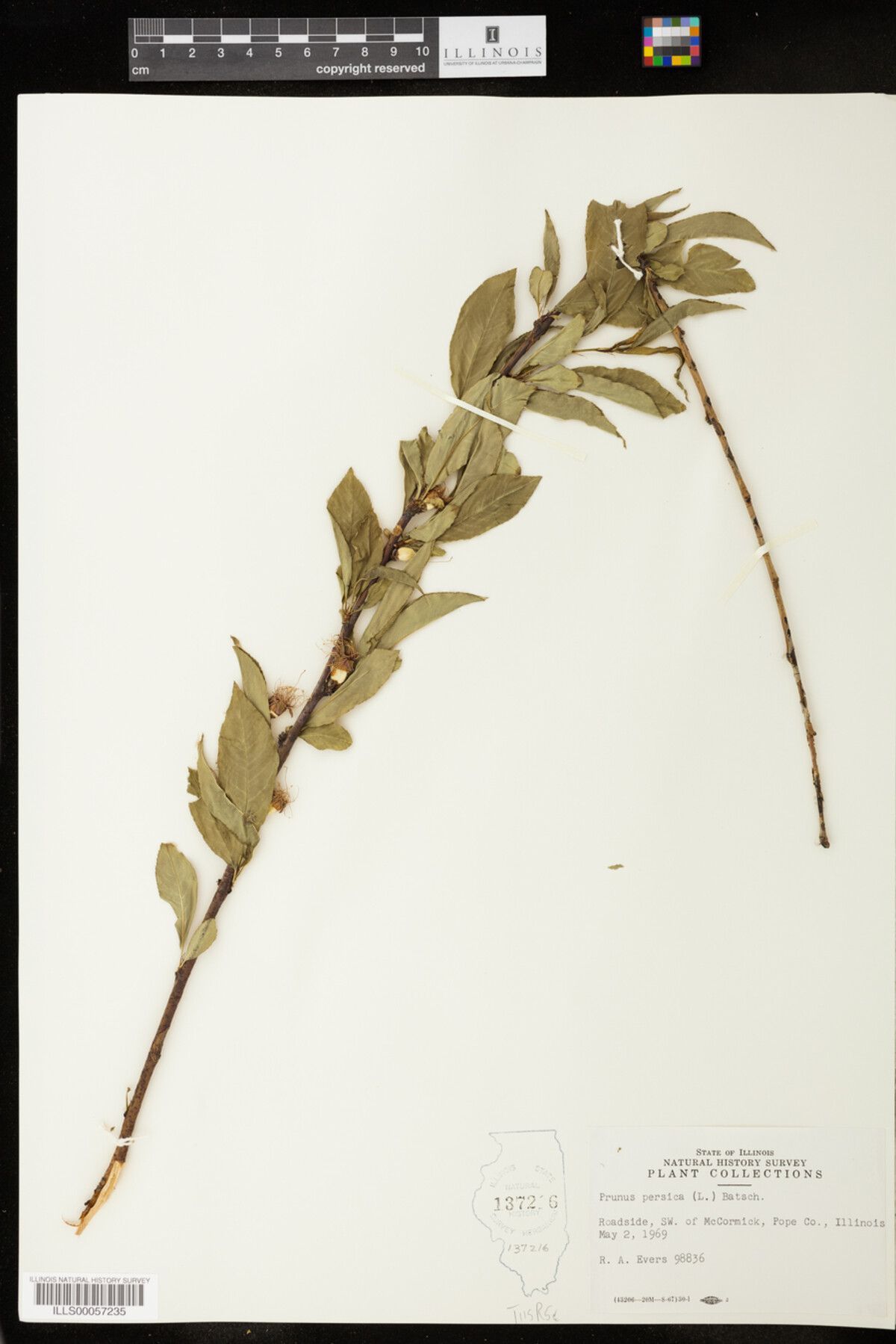 Prunus persica image