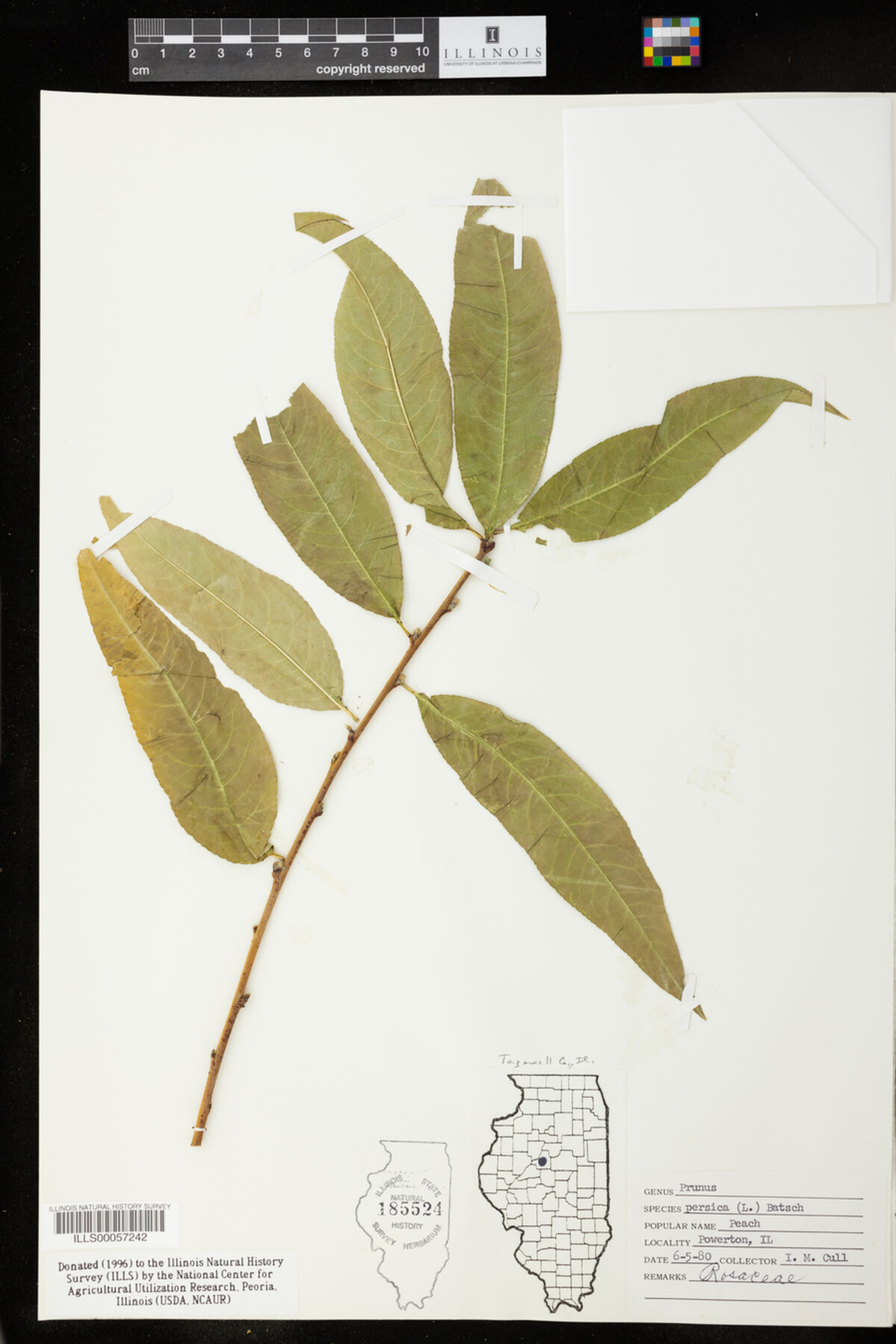 Prunus persica image