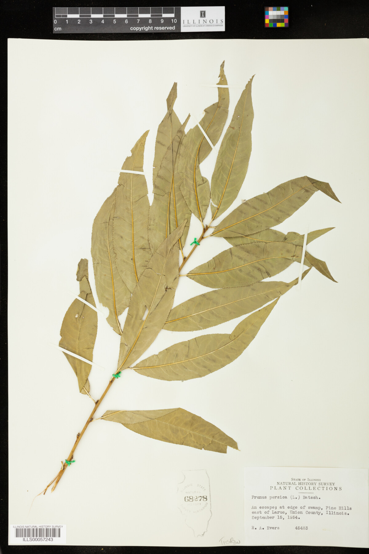 Prunus persica image