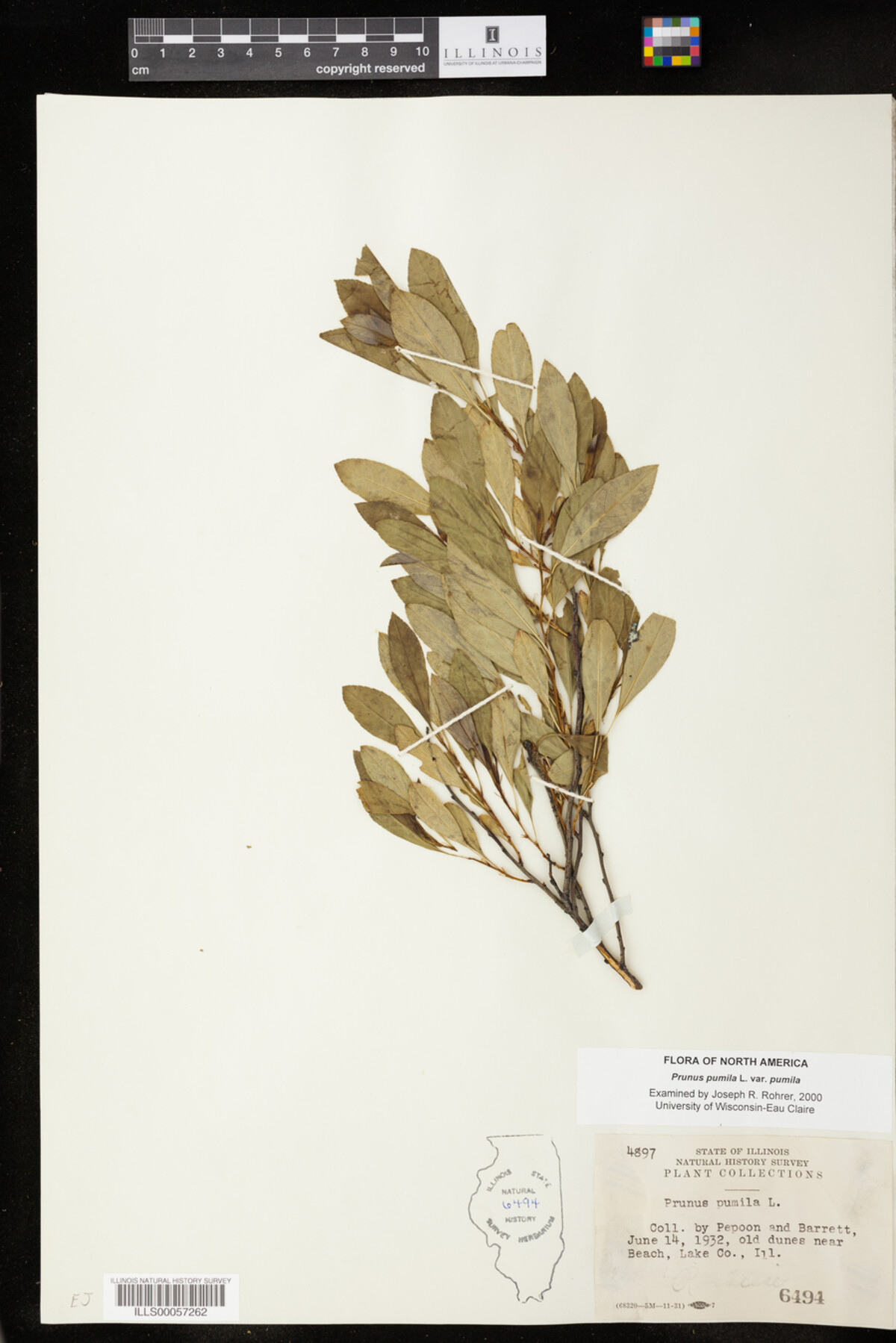 Prunus pumila var. pumila image