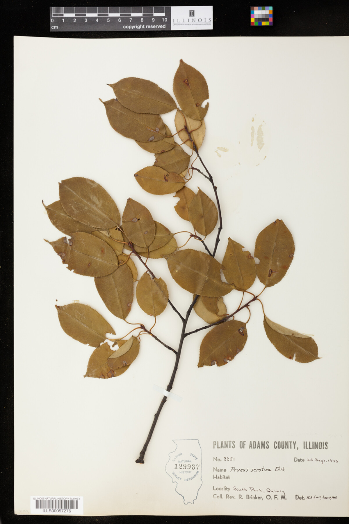 Prunus serotina image