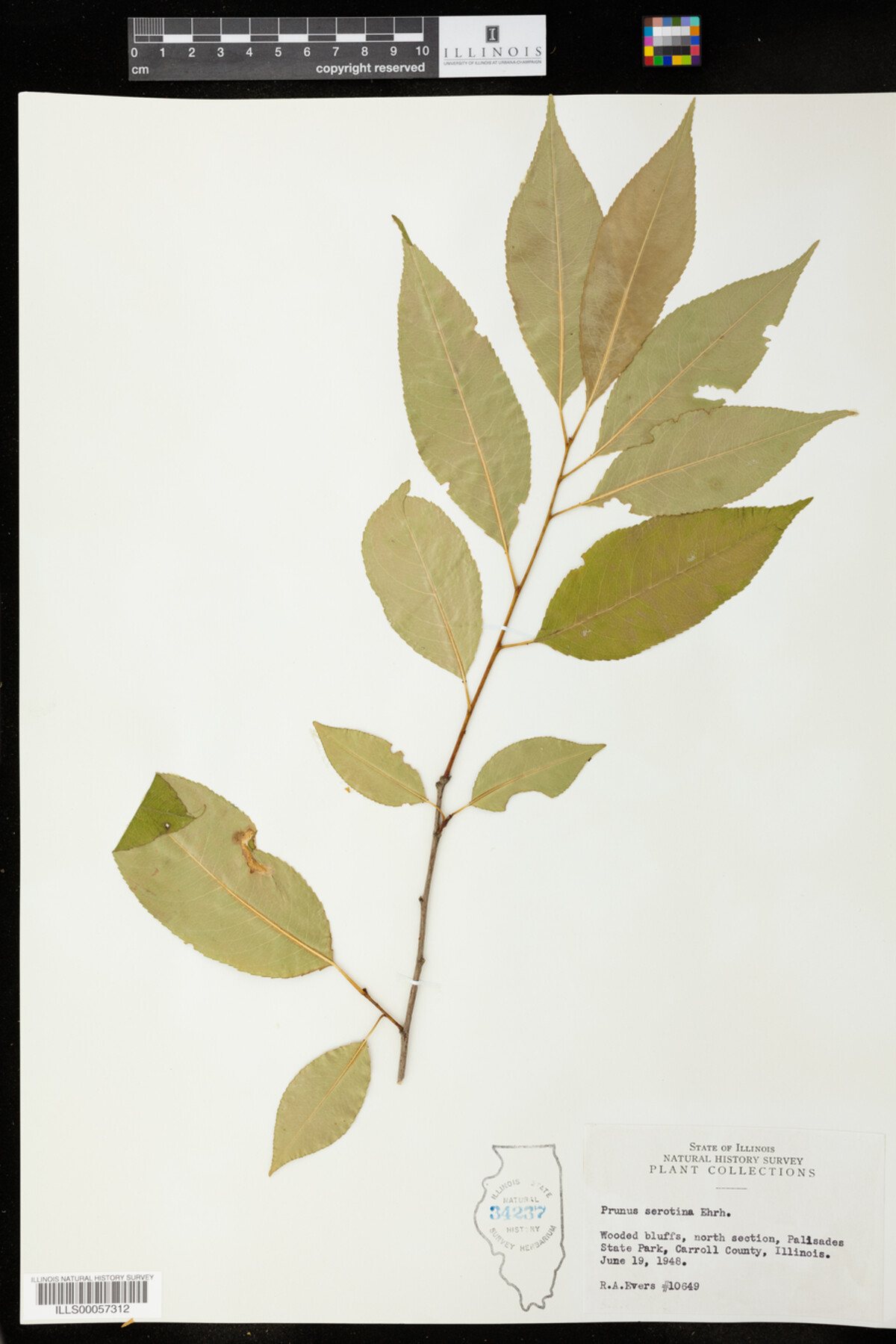 Prunus serotina image