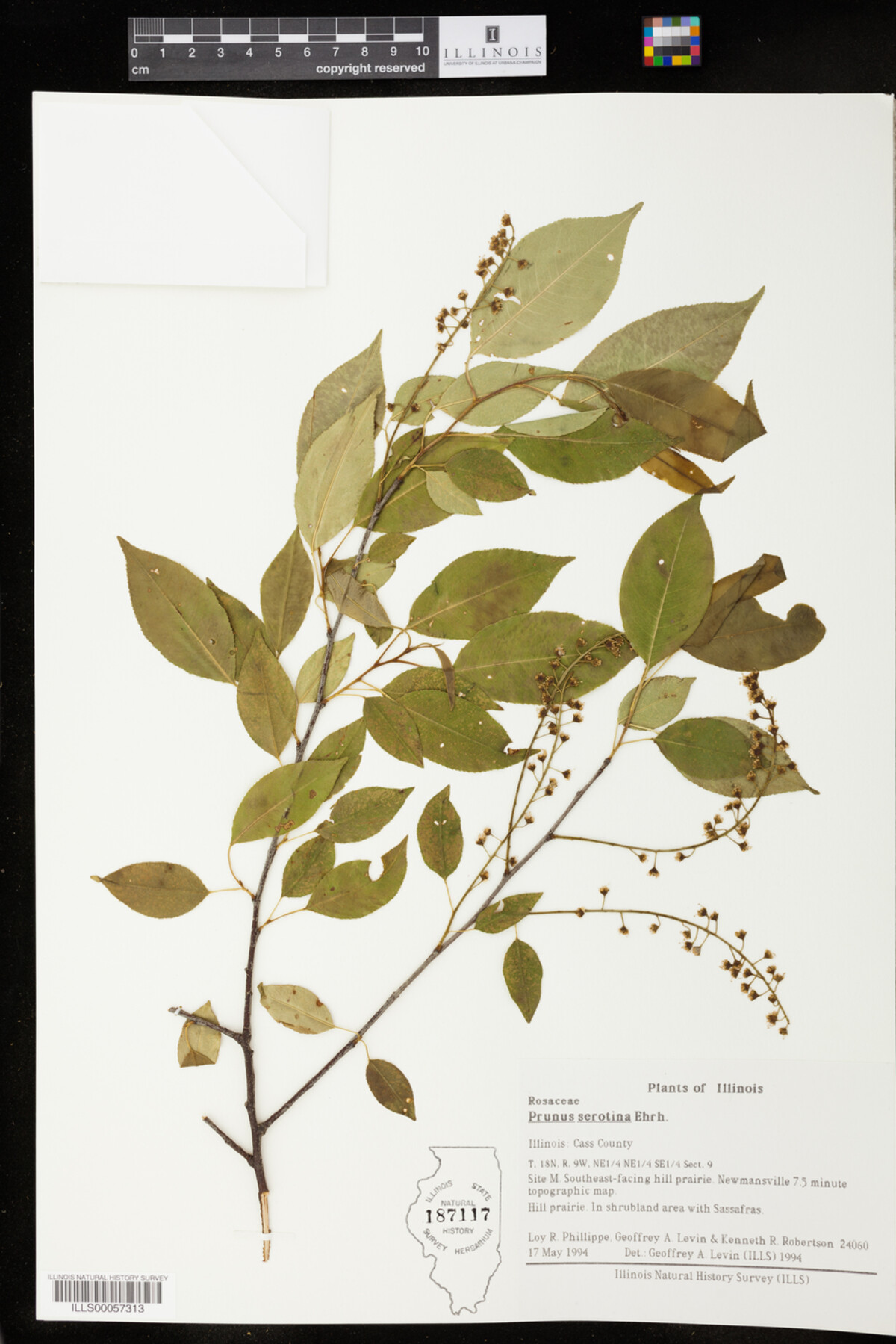 Prunus image