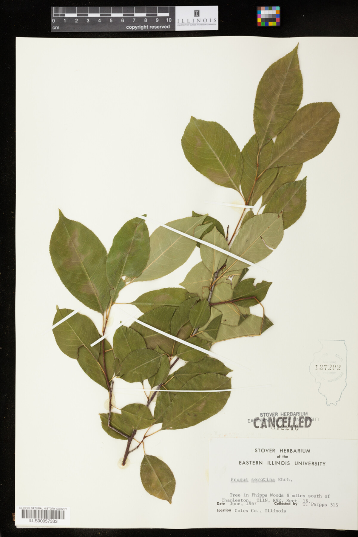 Prunus serotina image