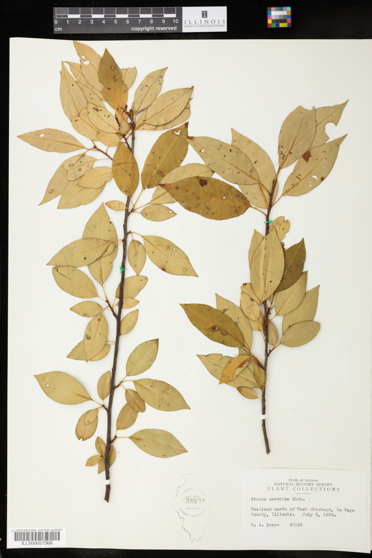 Prunus serotina image