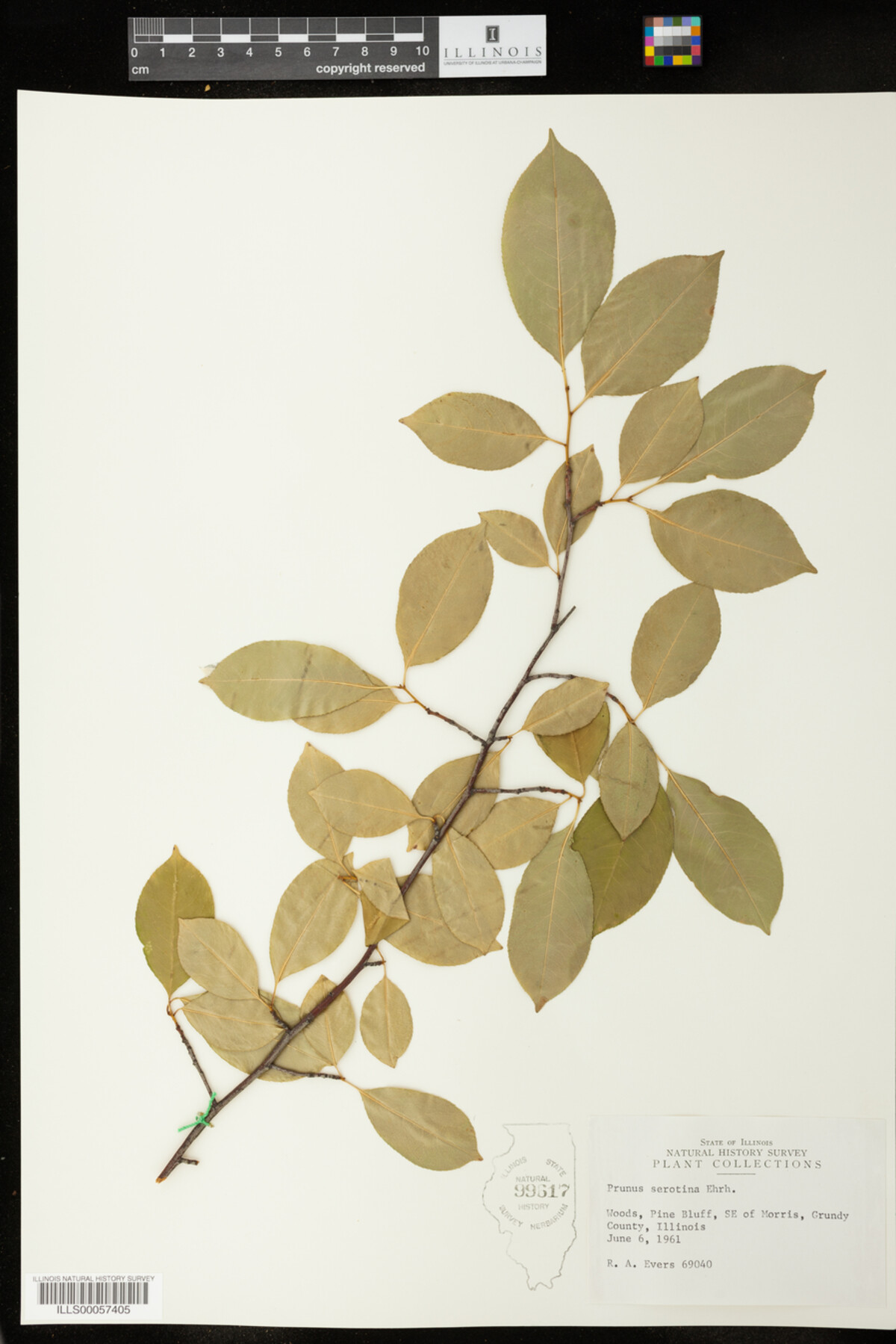 Prunus image