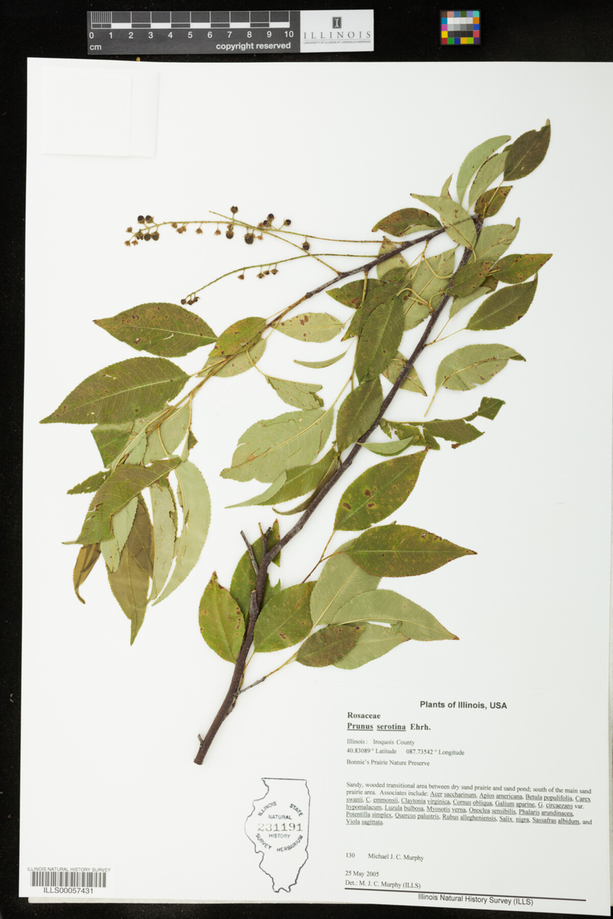 Prunus serotina image