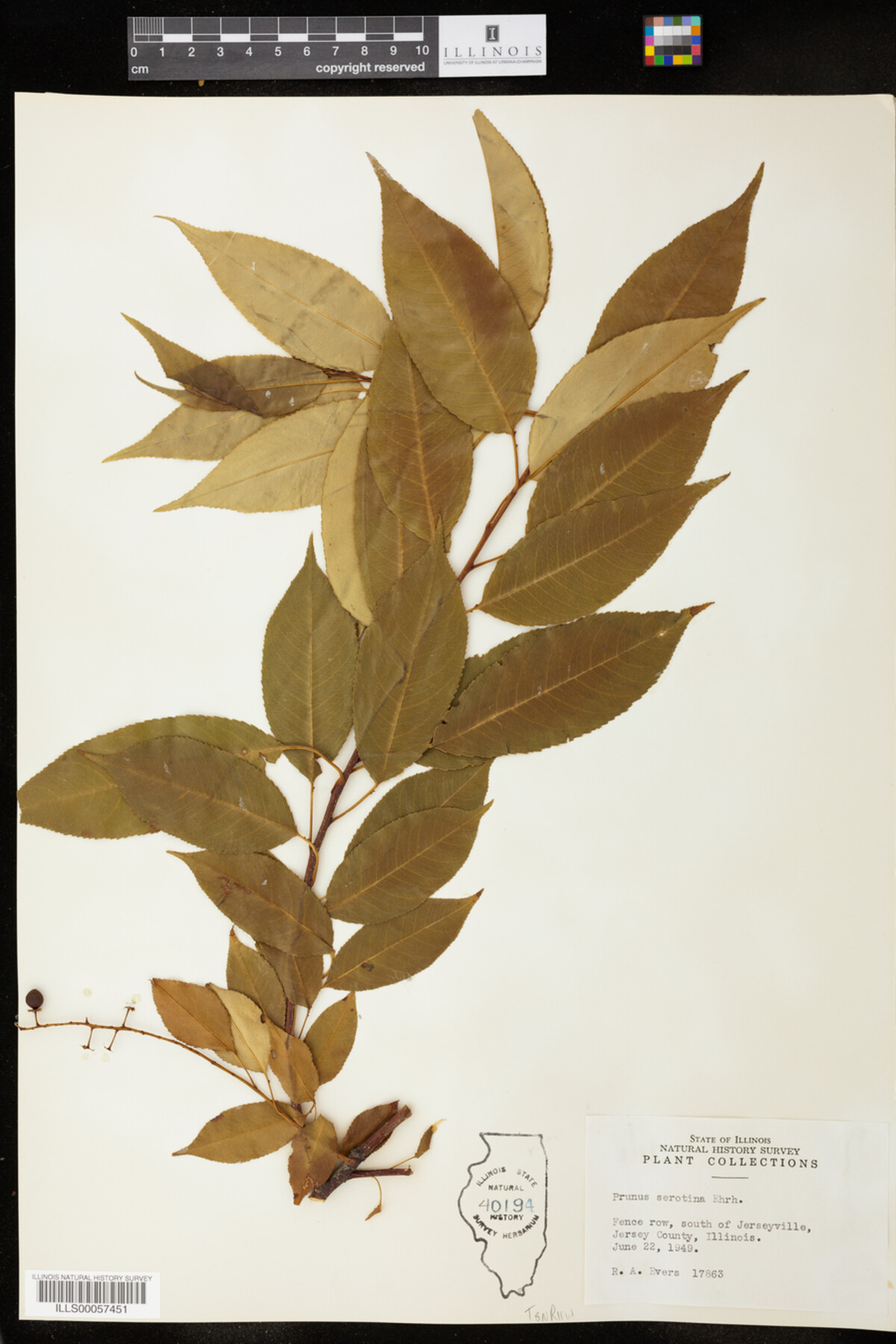 Prunus image