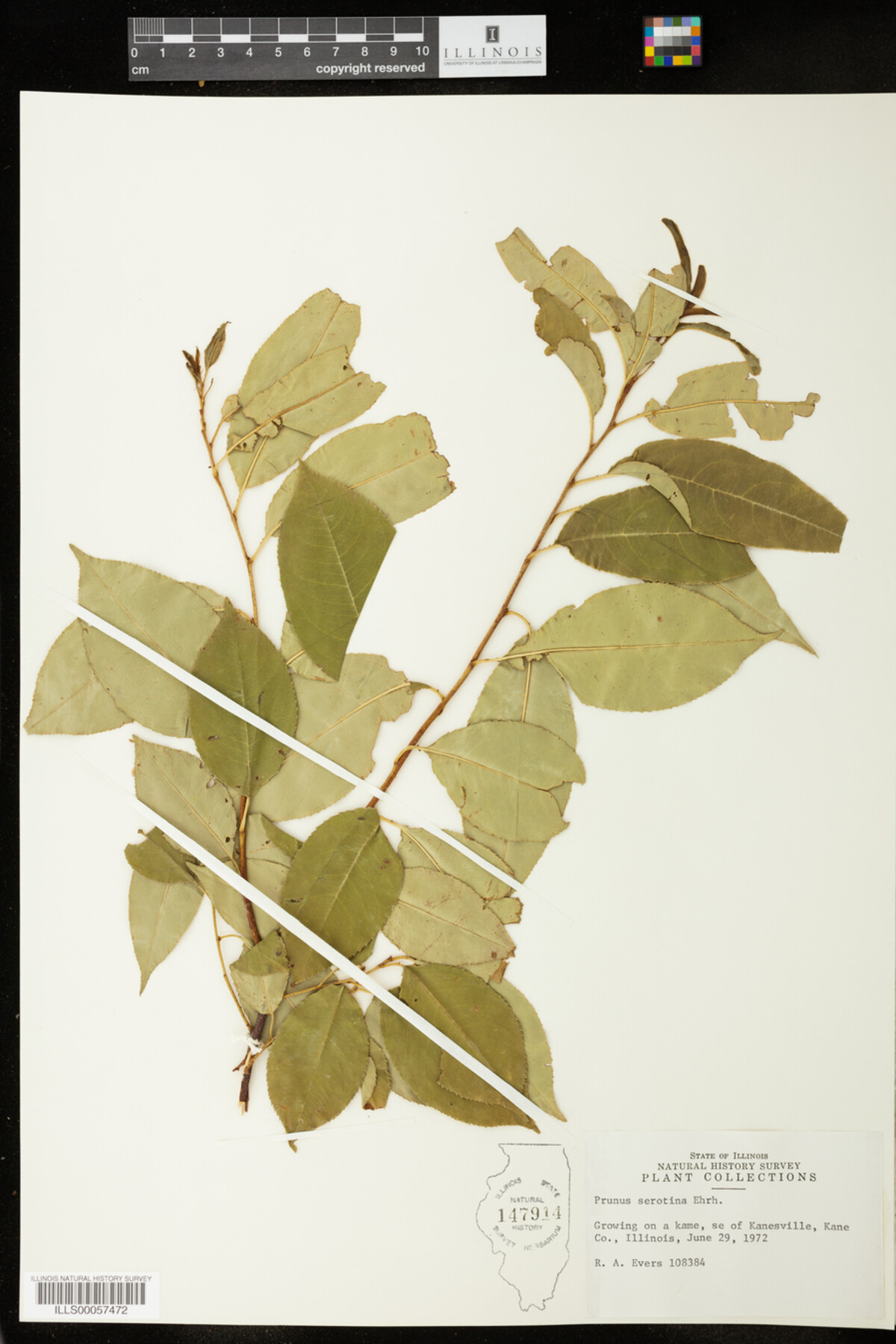 Prunus image