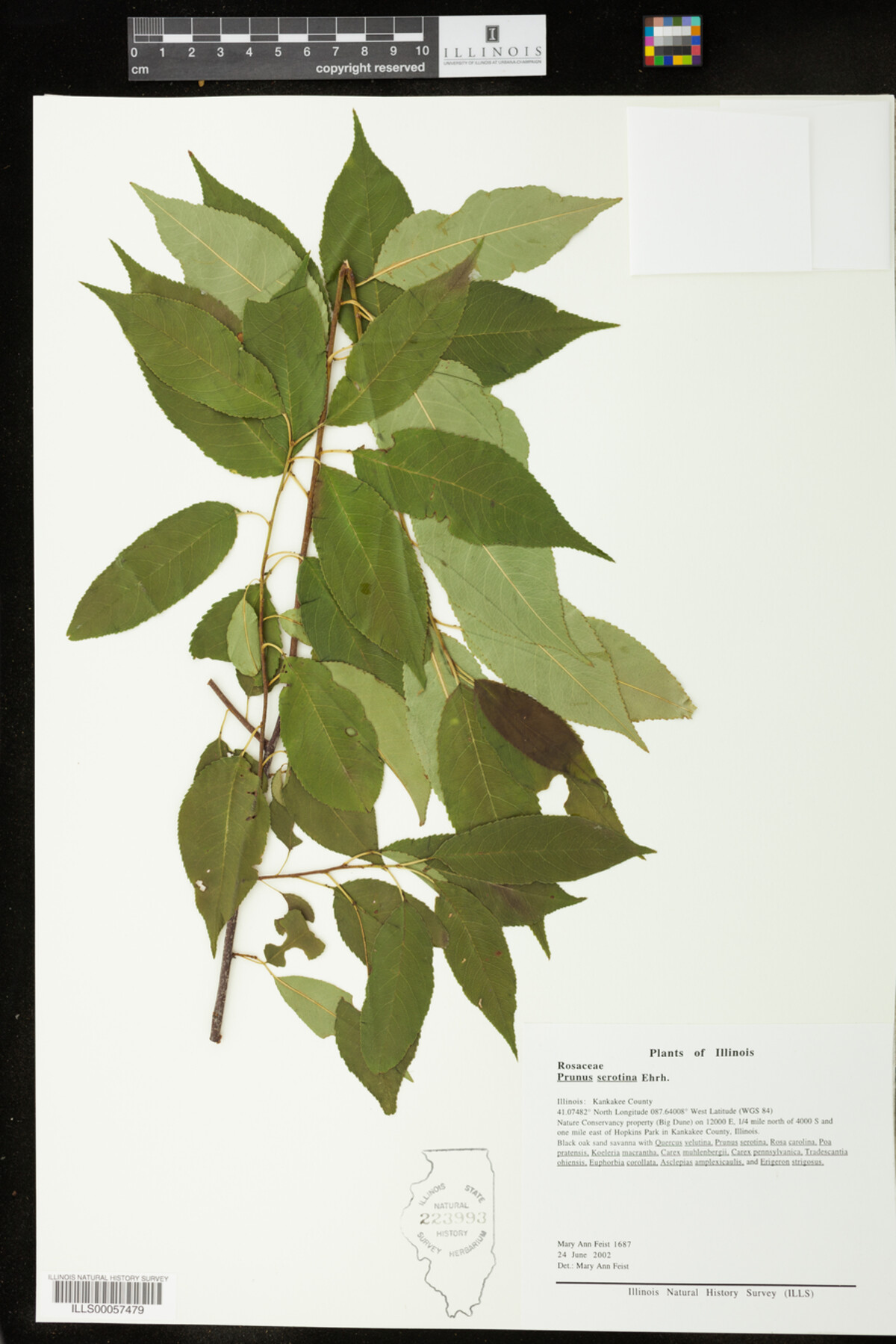Prunus serotina image