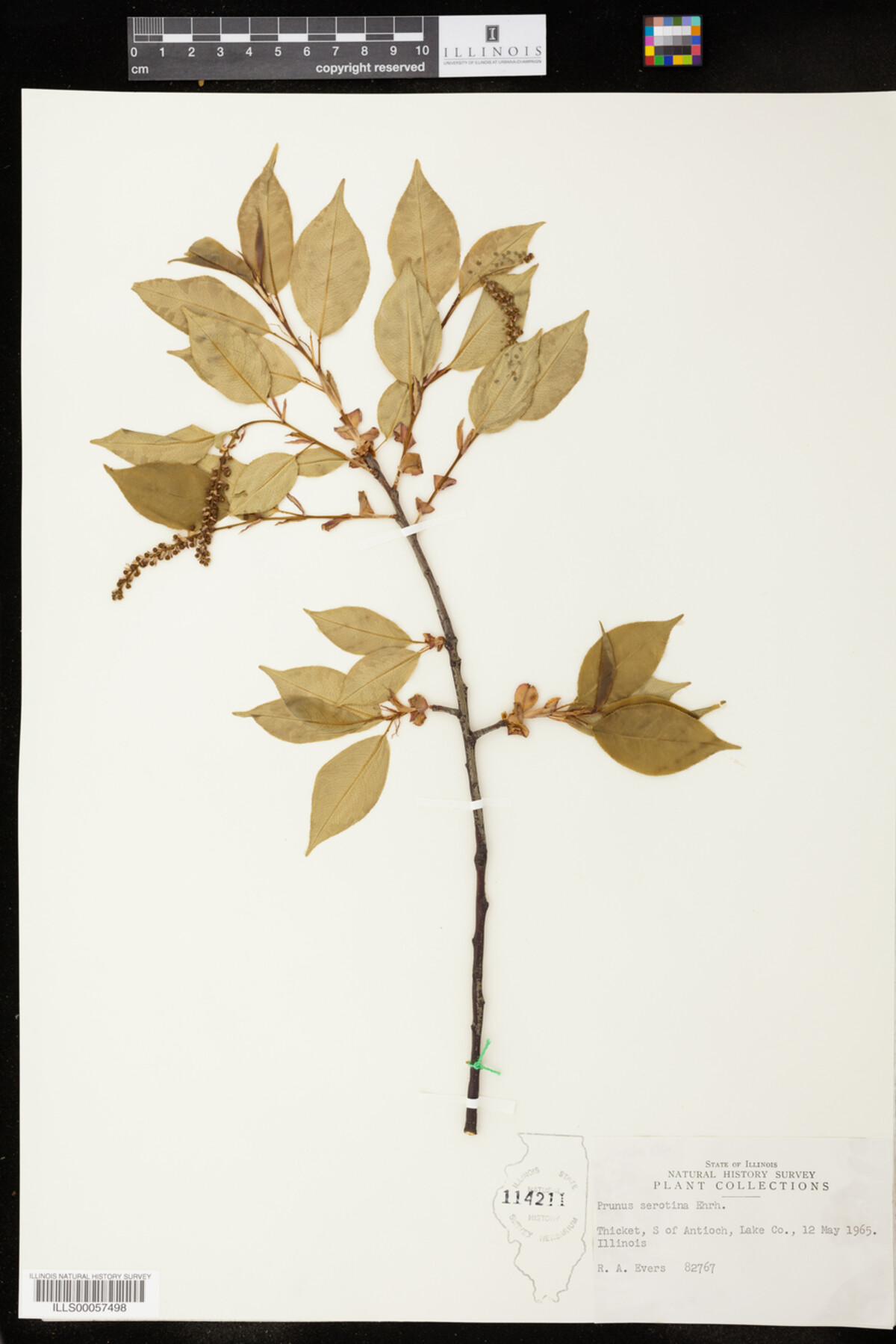 Prunus serotina image