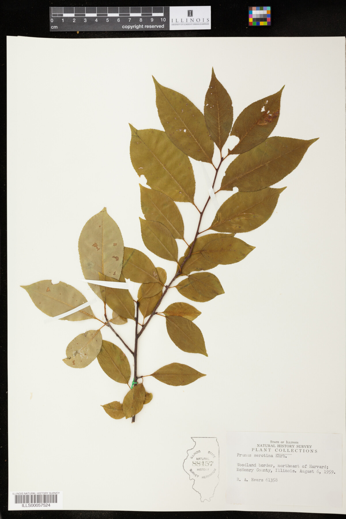 Prunus image