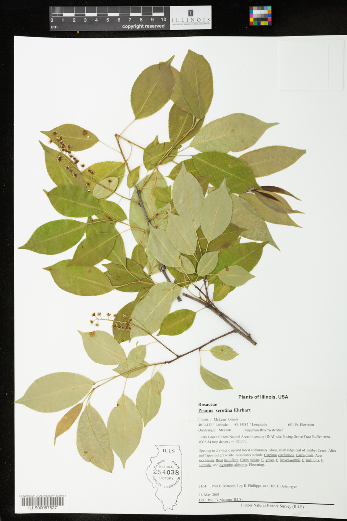 Prunus serotina image