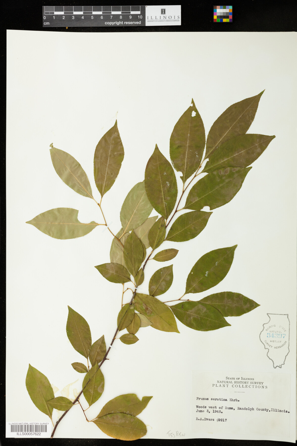 Prunus serotina image