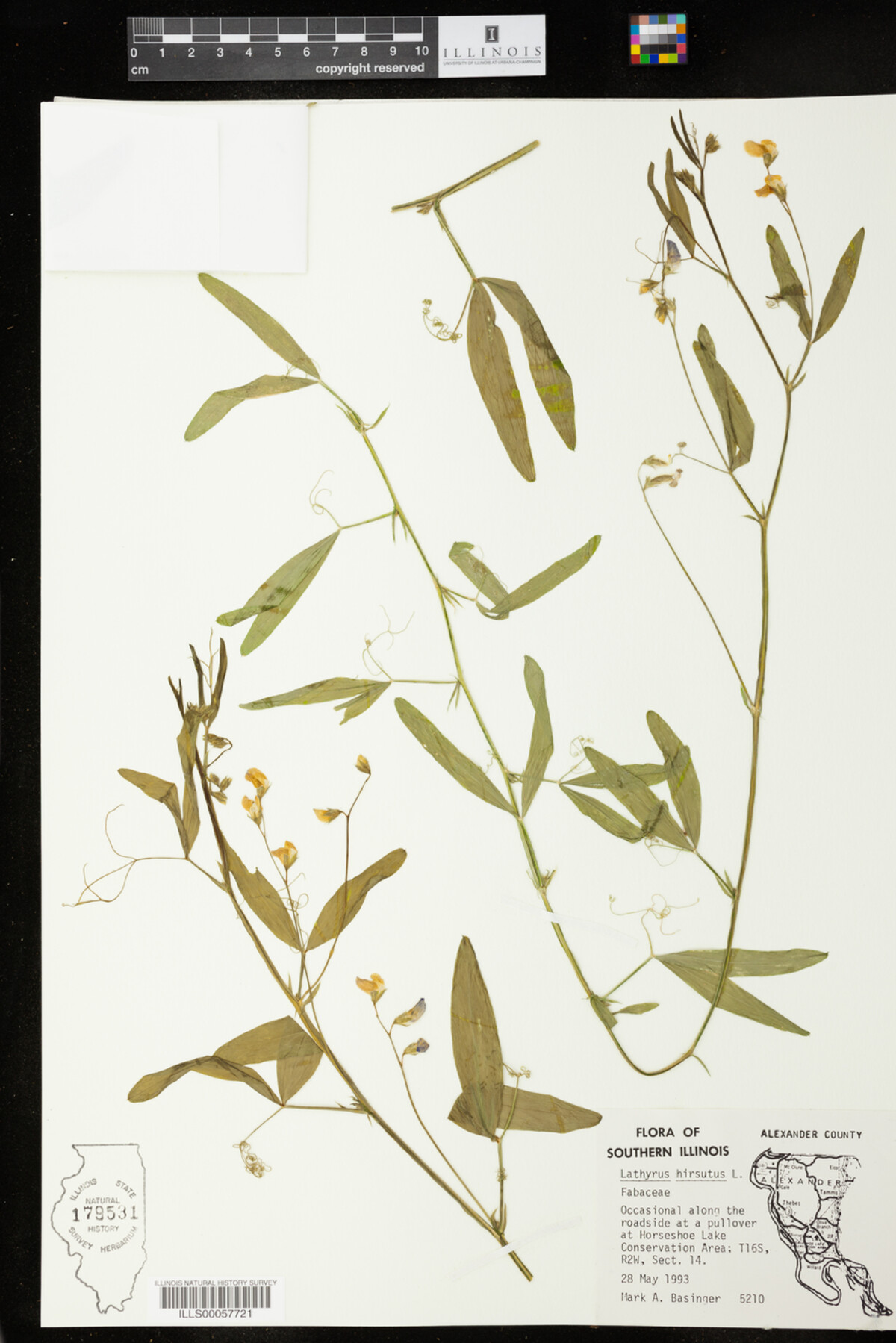 Lathyrus hirsutus image