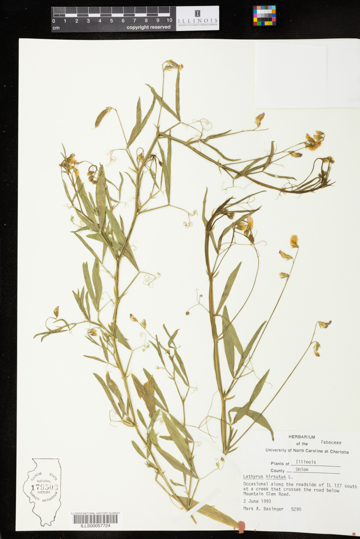 Lathyrus hirsutus image