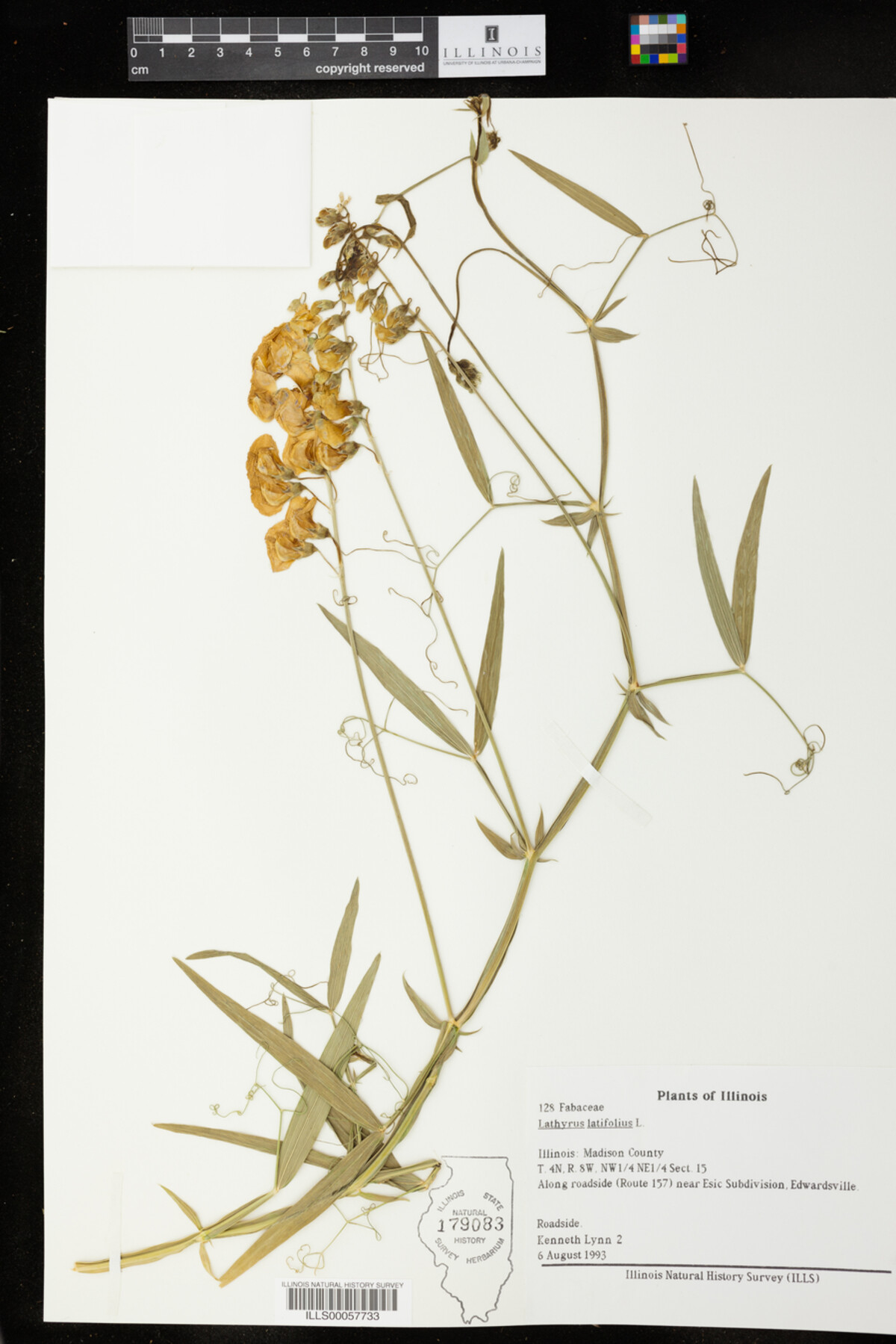 Lathyrus latifolius image