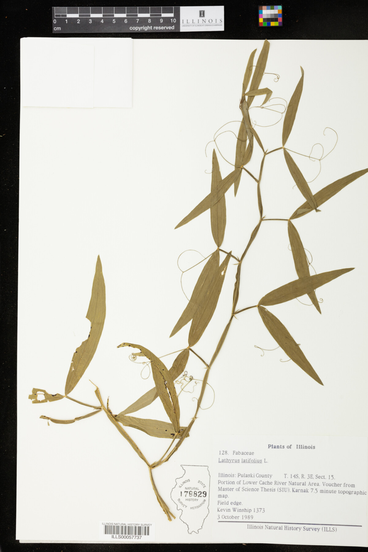 Lathyrus latifolius image