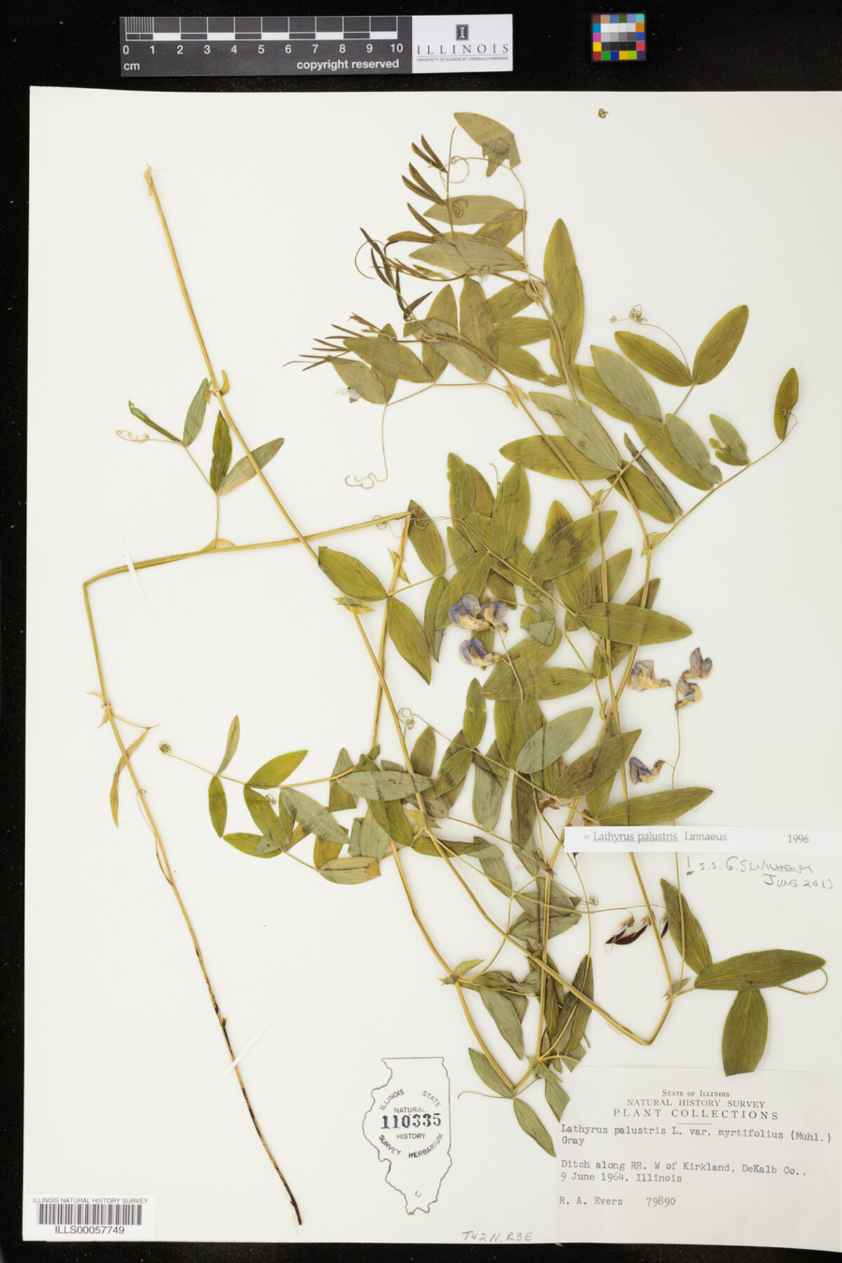 Lathyrus palustris image