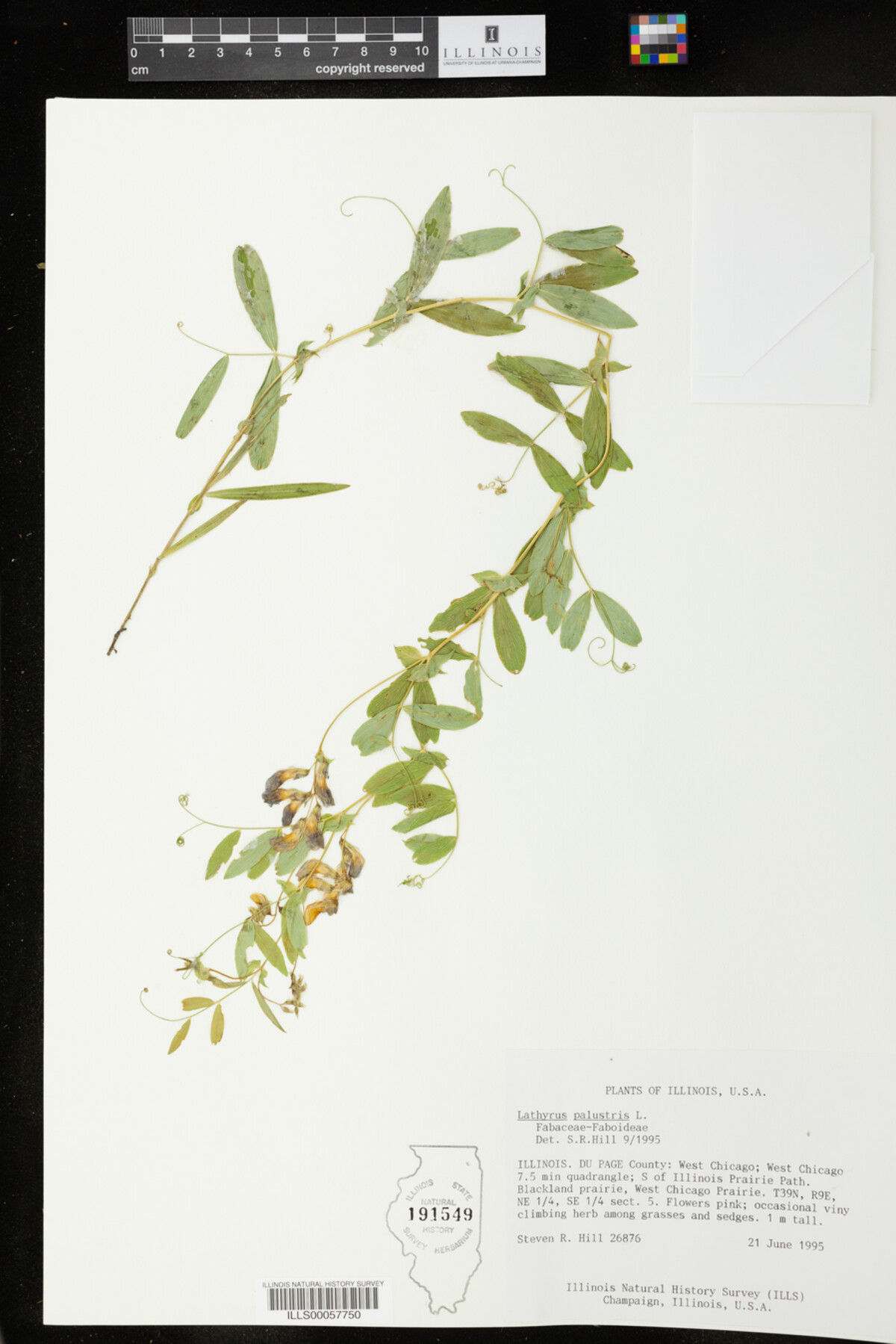 Lathyrus image