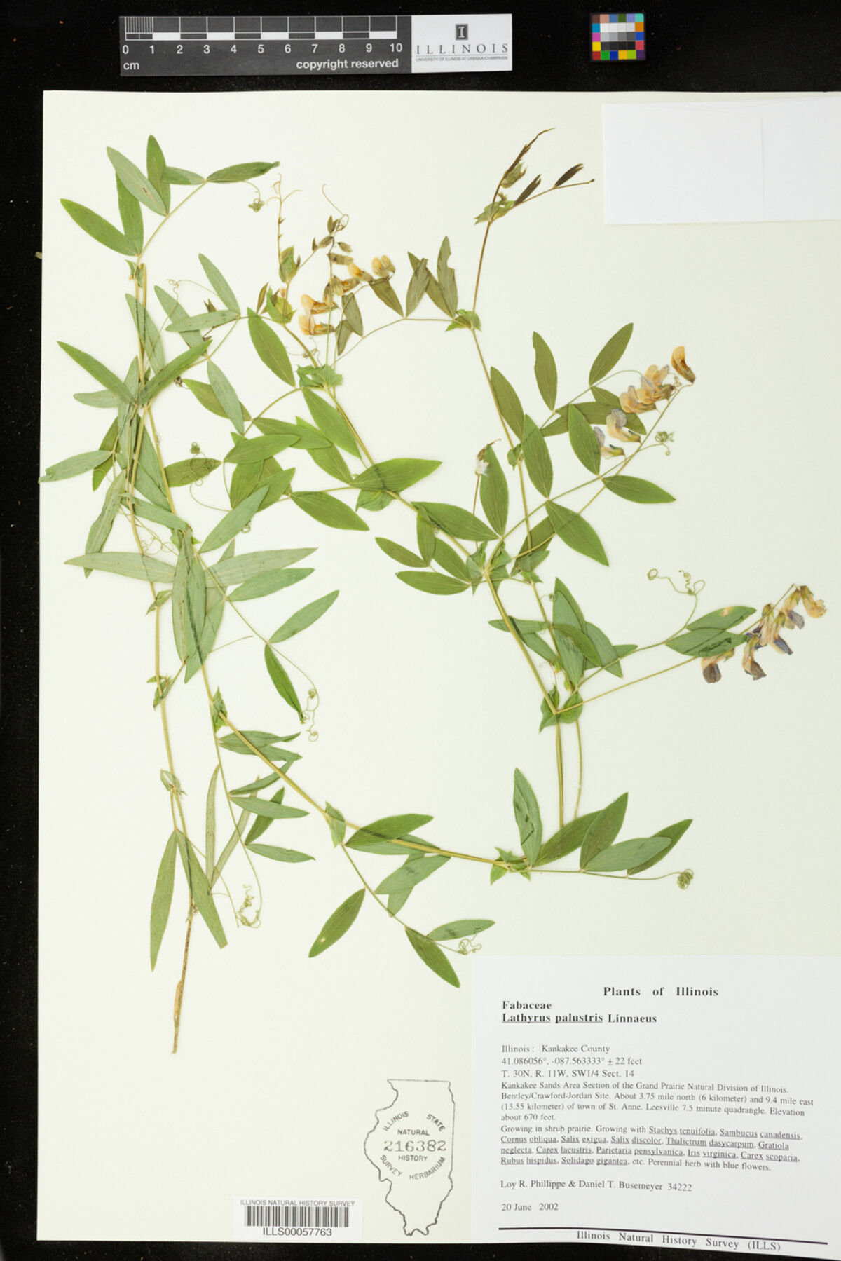 Lathyrus palustris image