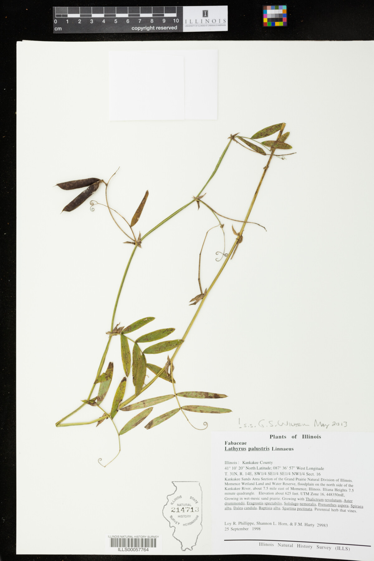 Lathyrus palustris image