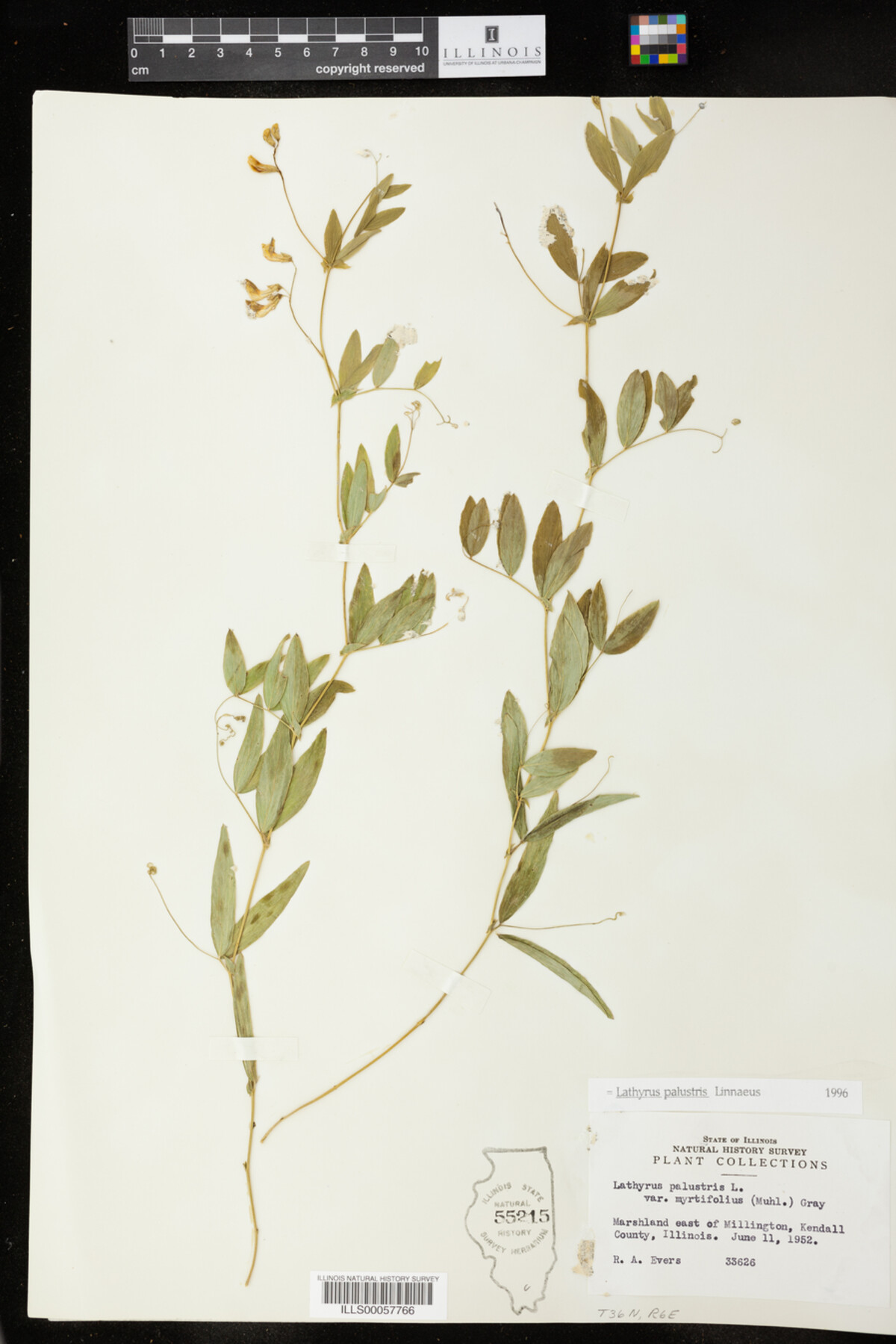 Lathyrus palustris image