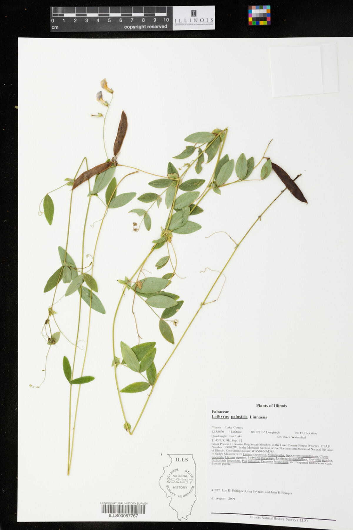 Lathyrus palustris image