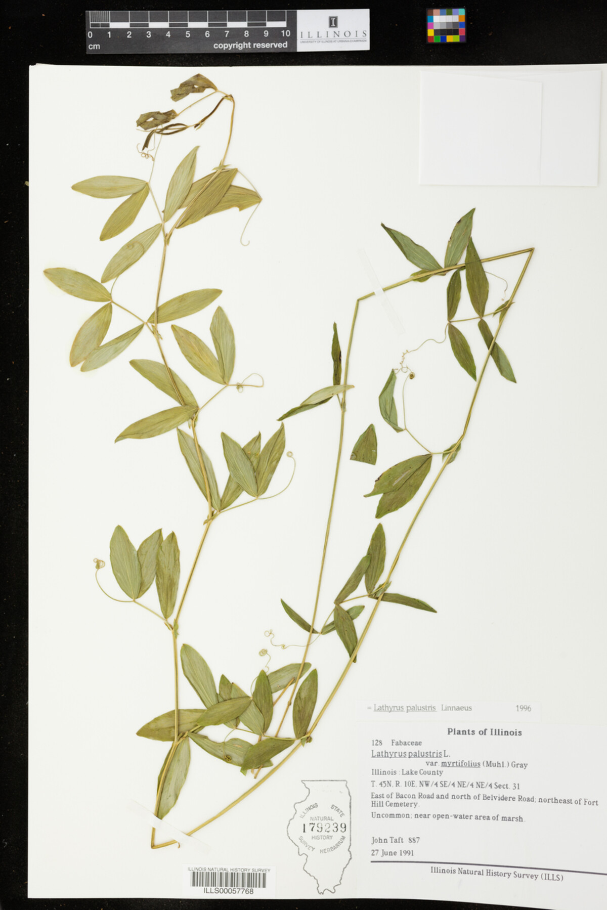 Lathyrus palustris image