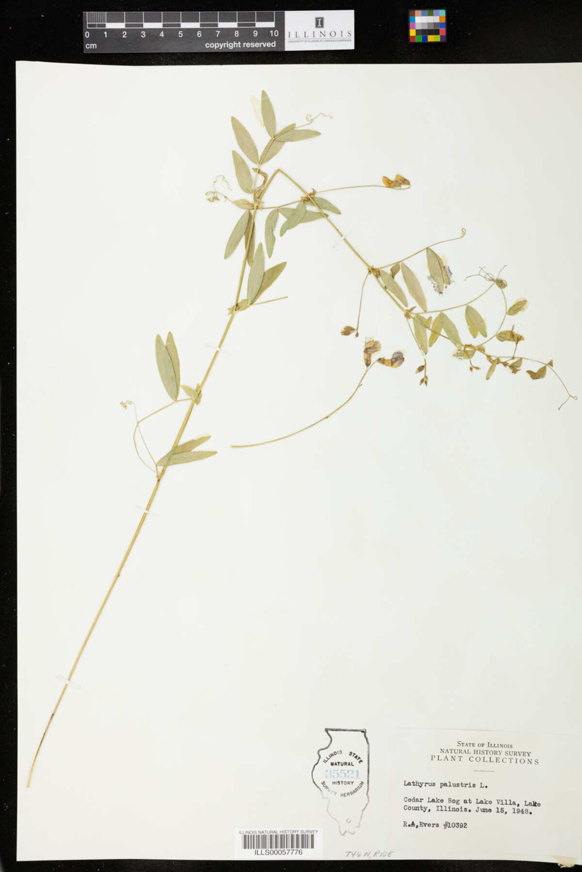 Lathyrus palustris image