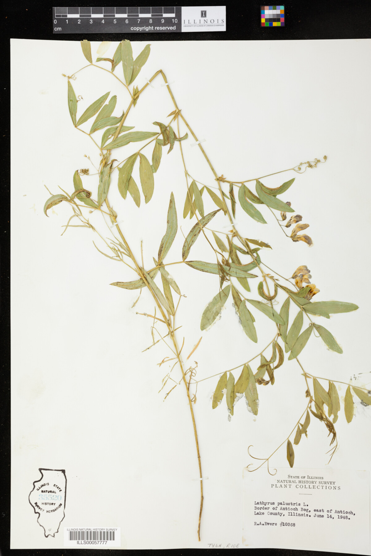 Lathyrus palustris image