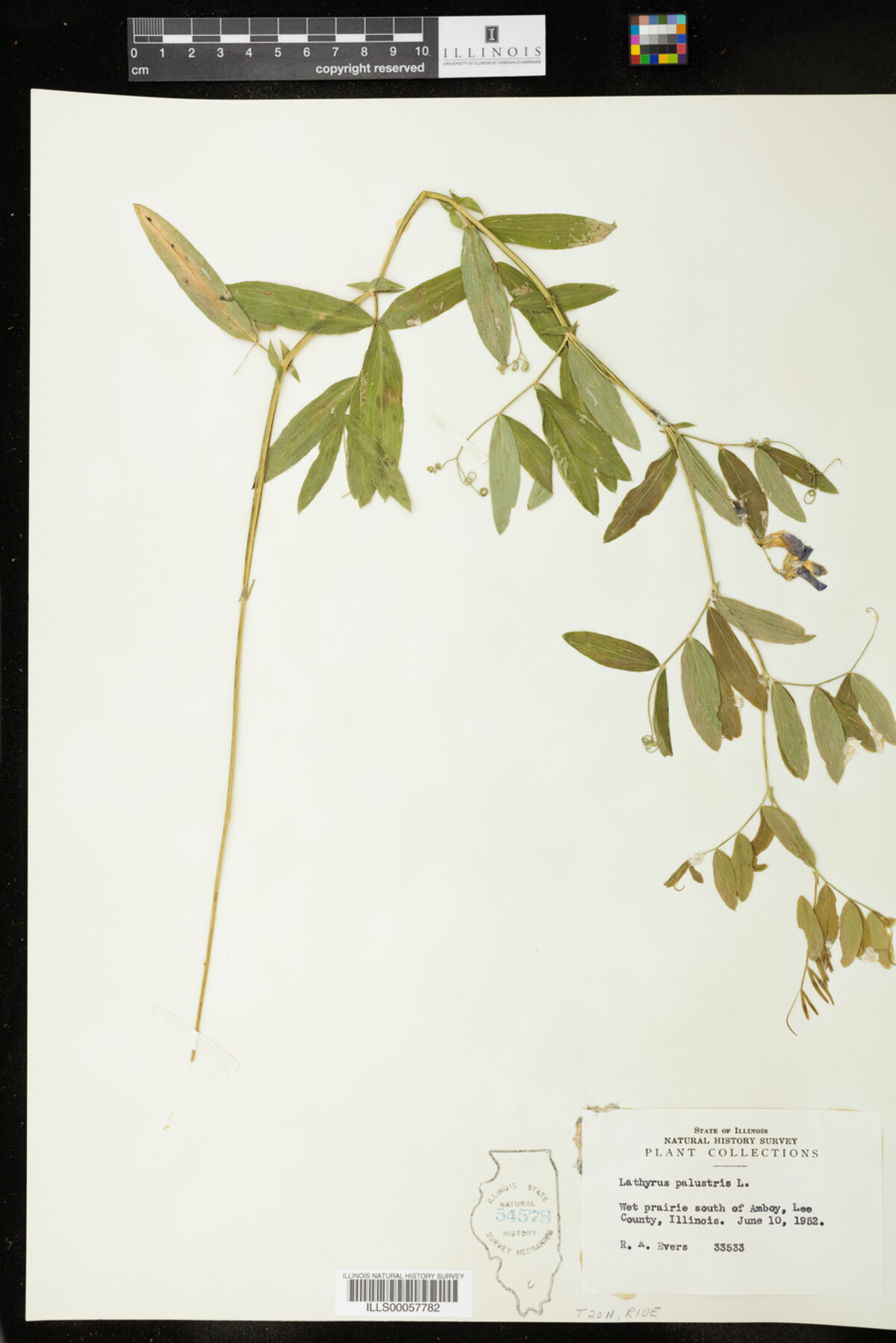 Lathyrus palustris image