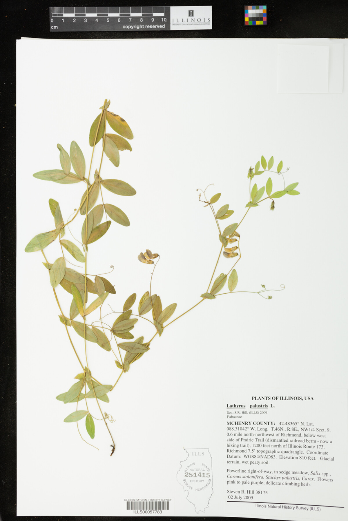Lathyrus palustris image