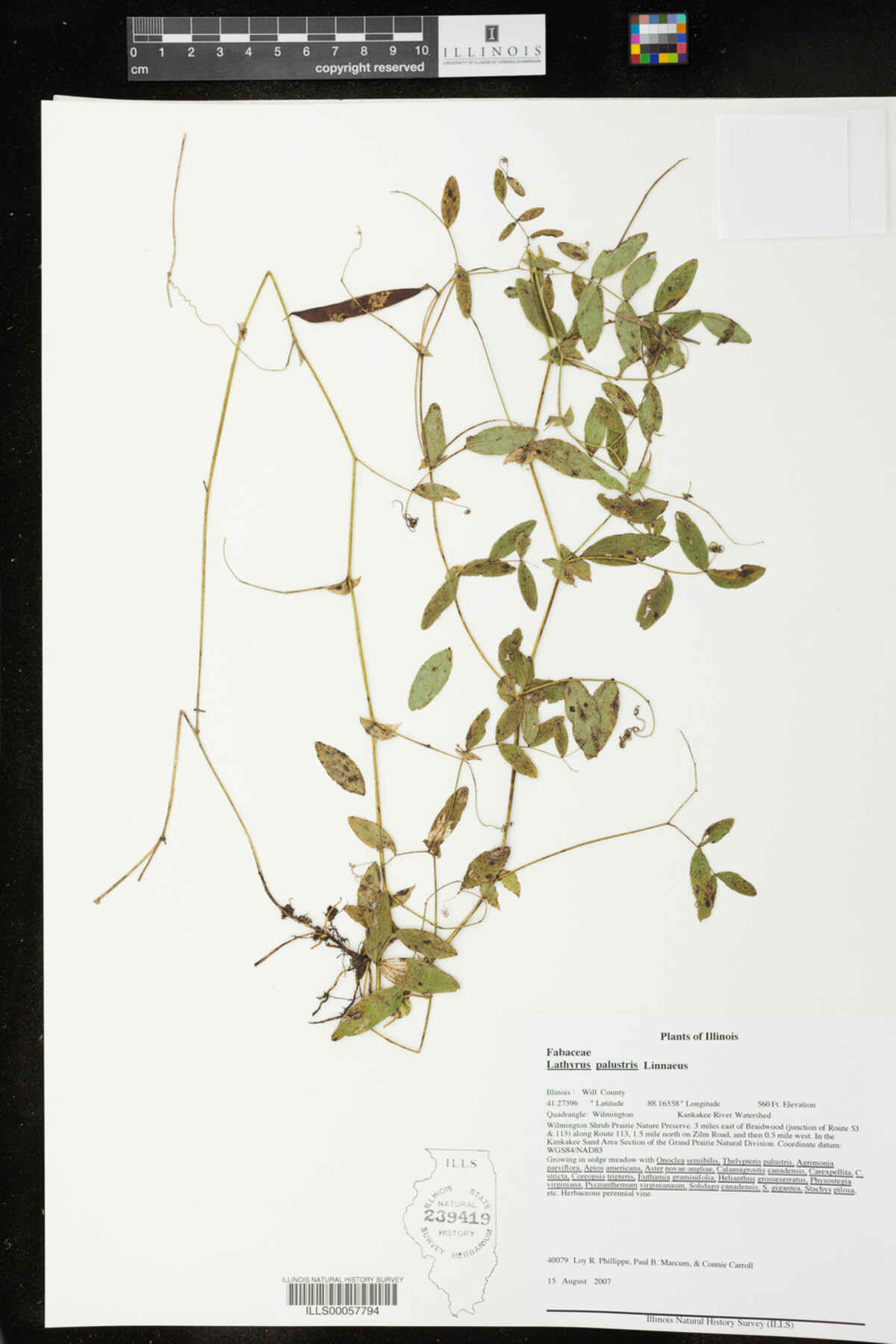 Lathyrus palustris image