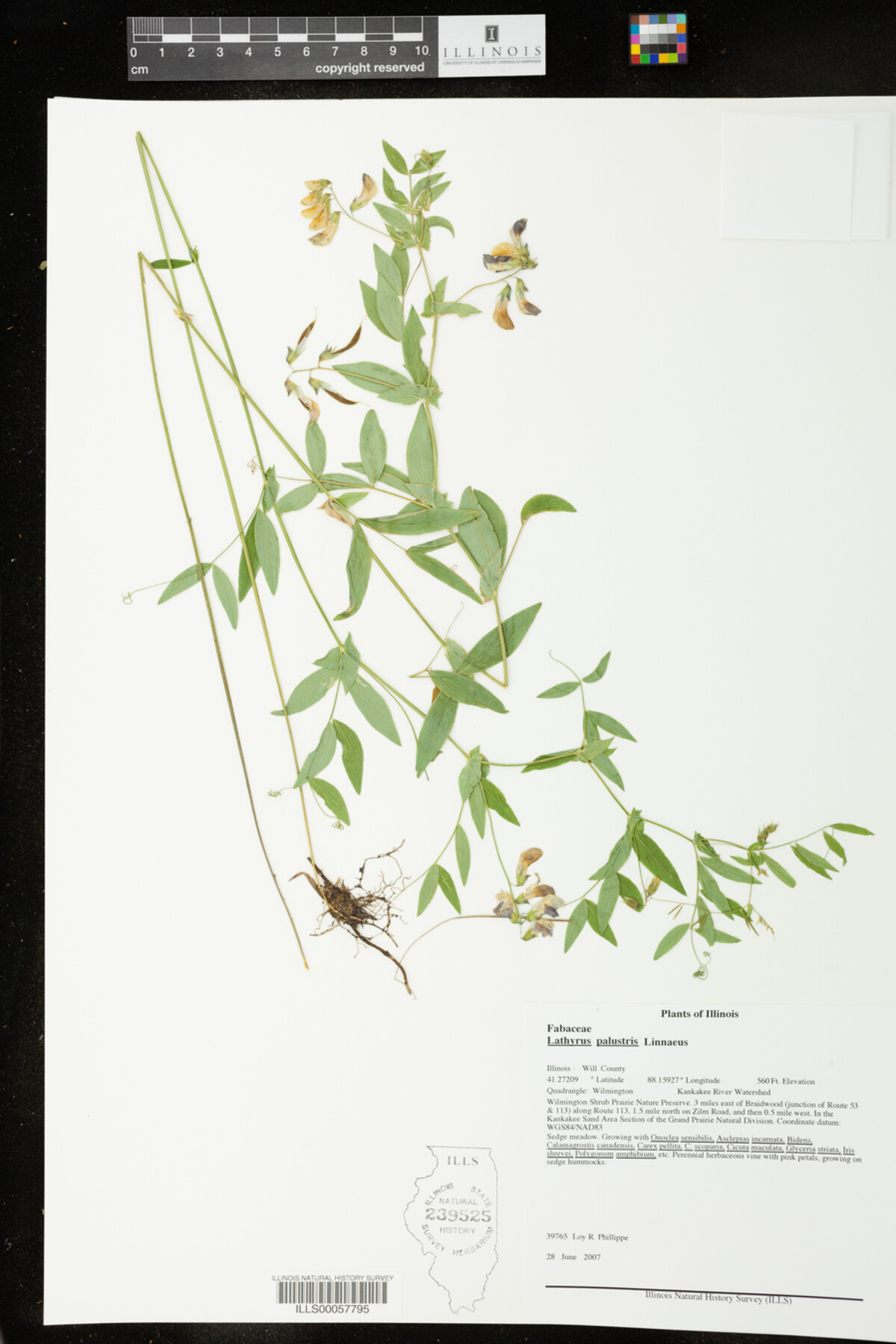 Lathyrus palustris image
