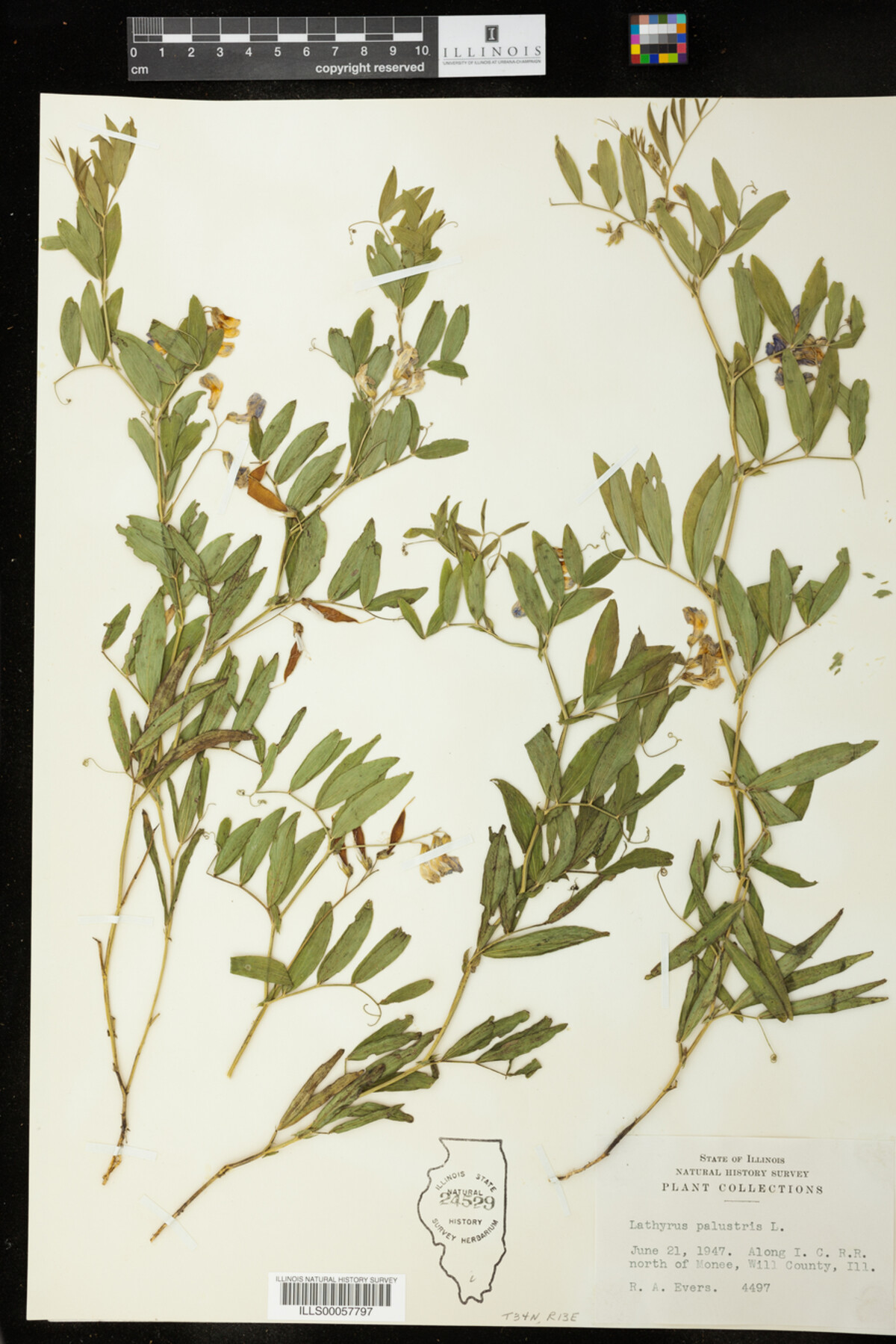 Lathyrus palustris image