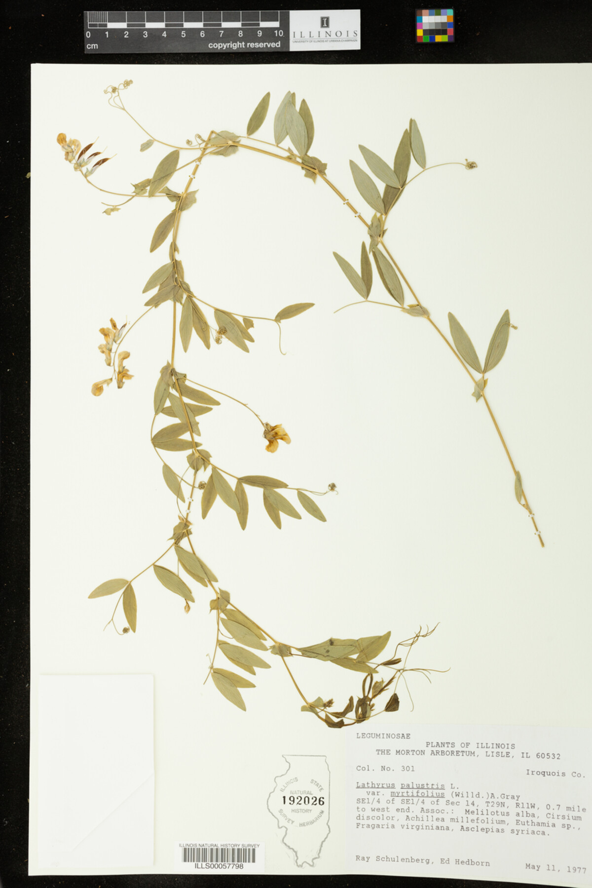 Lathyrus image