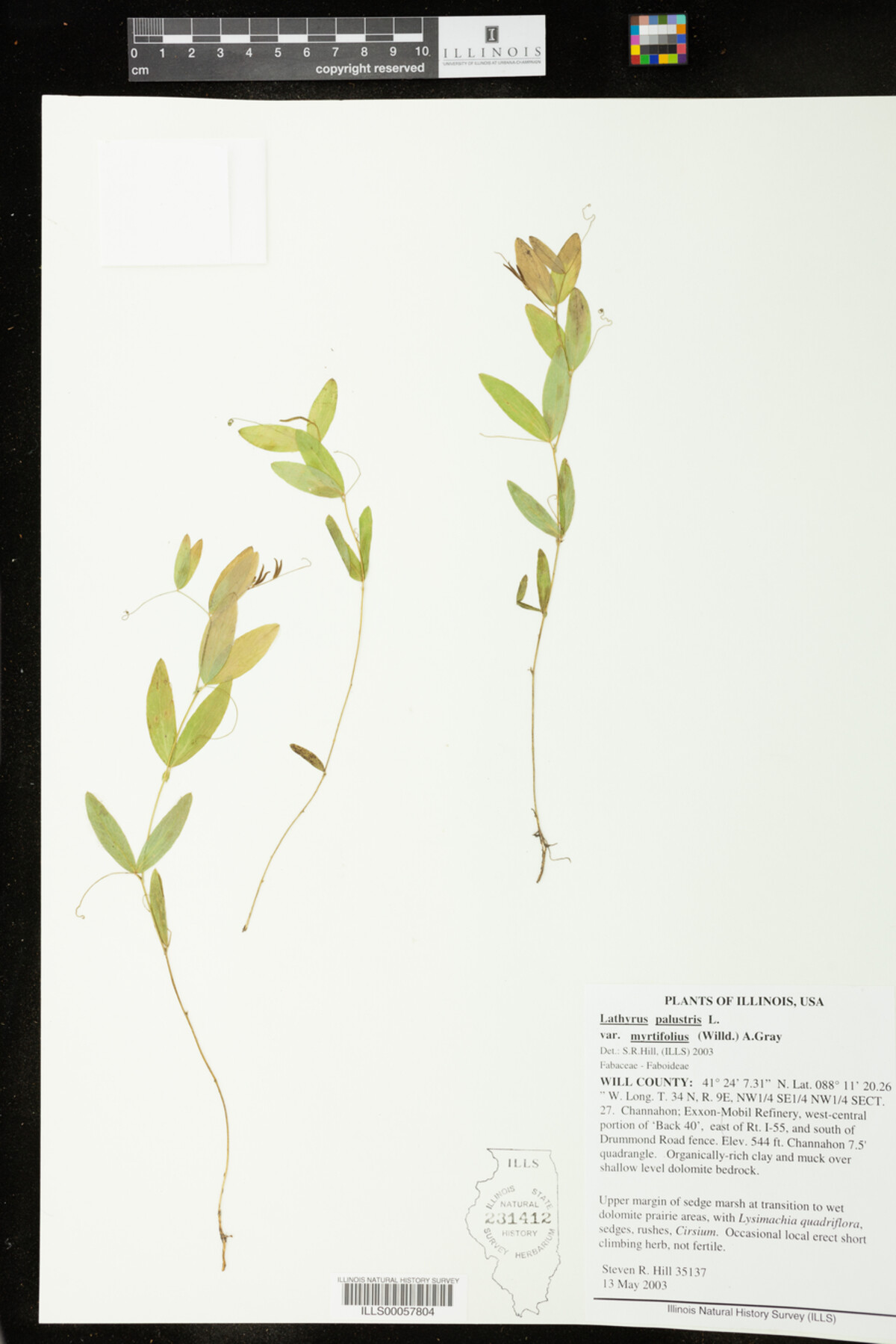 Lathyrus palustris image