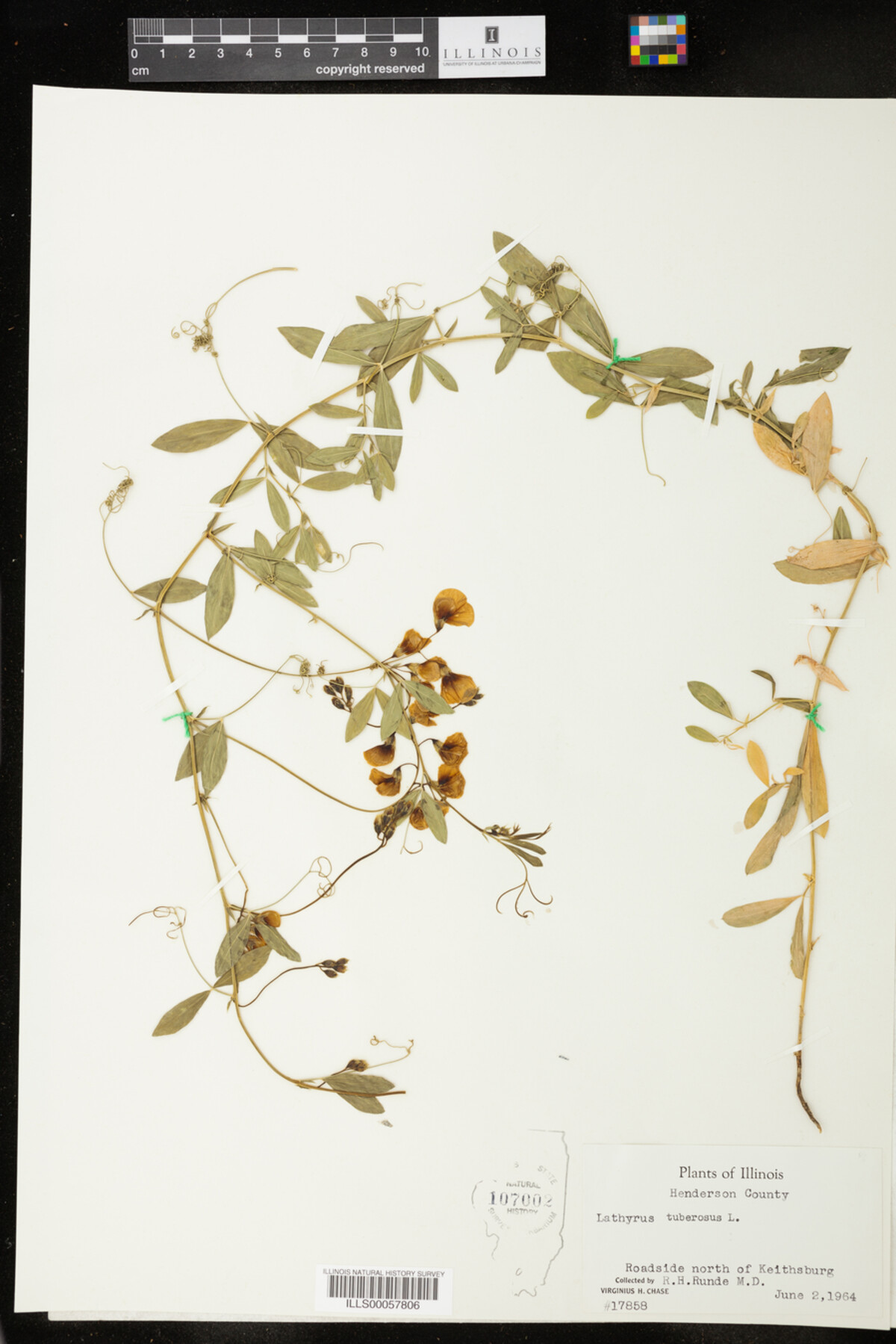 Lathyrus tuberosus image